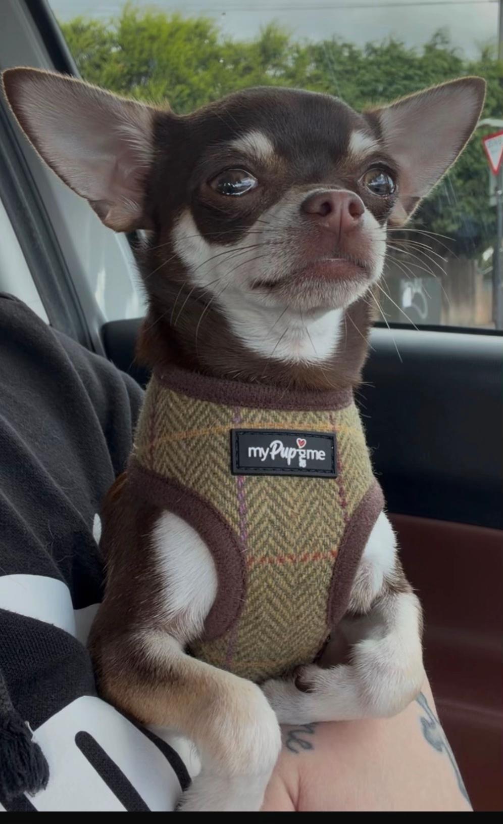@Suffolk Chihuahuas
