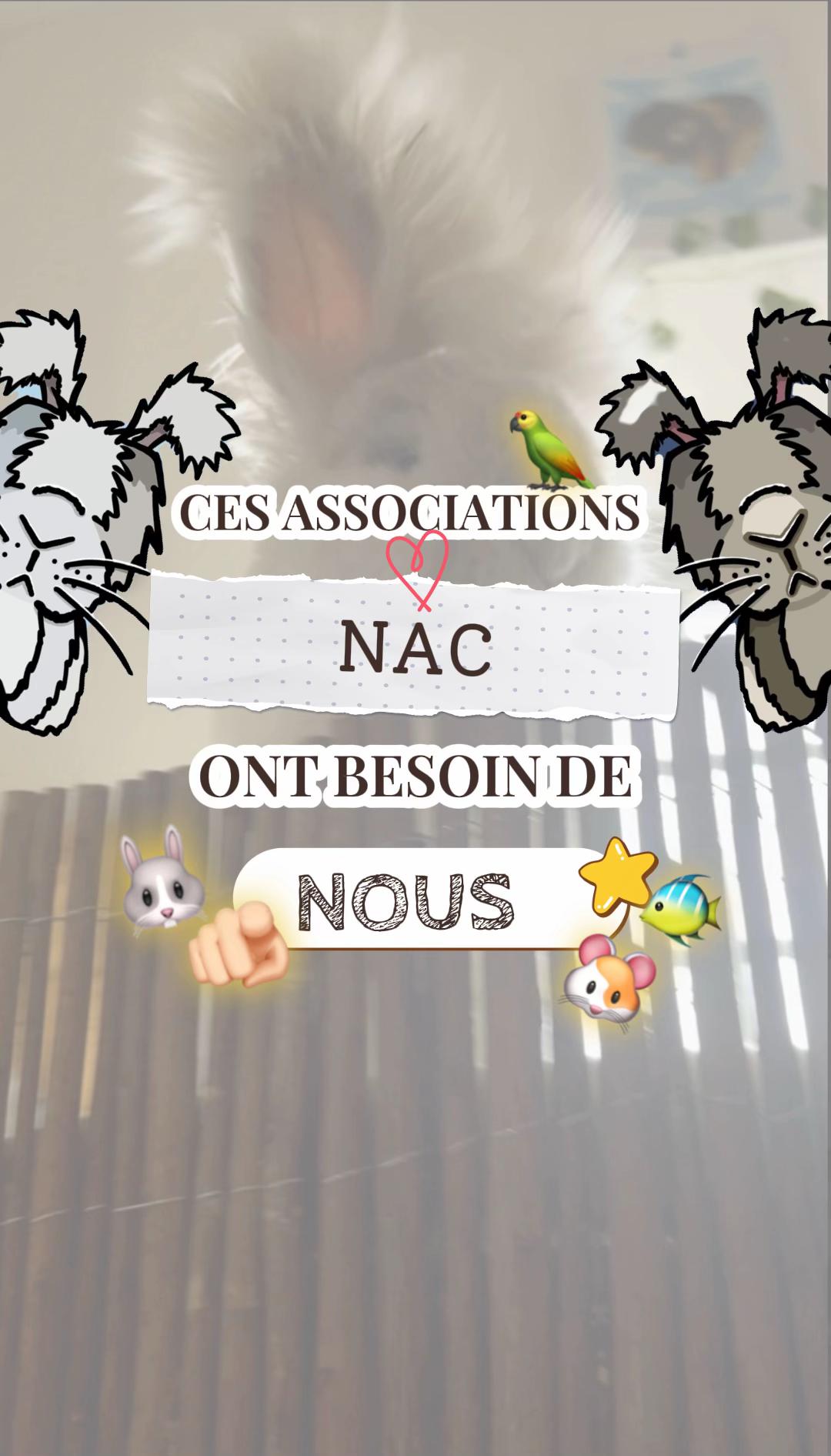 @Mes lapinouchs 🐰🐹