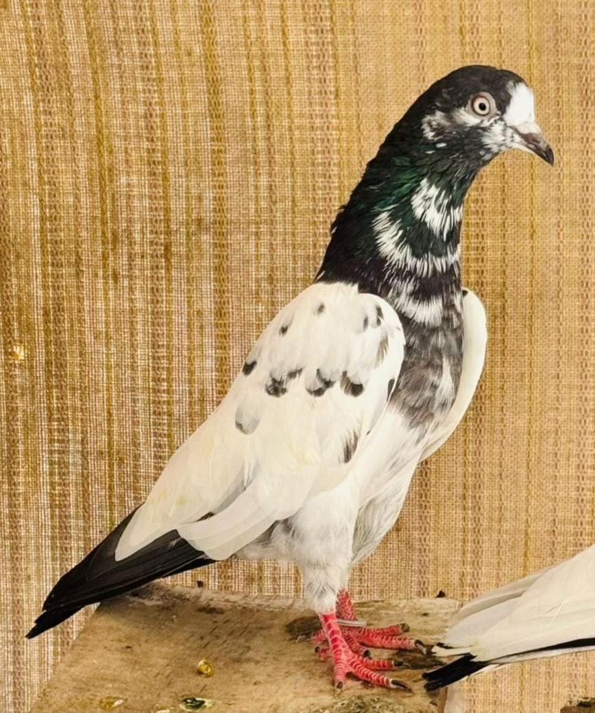 @Royal Birds 🕊️👑
