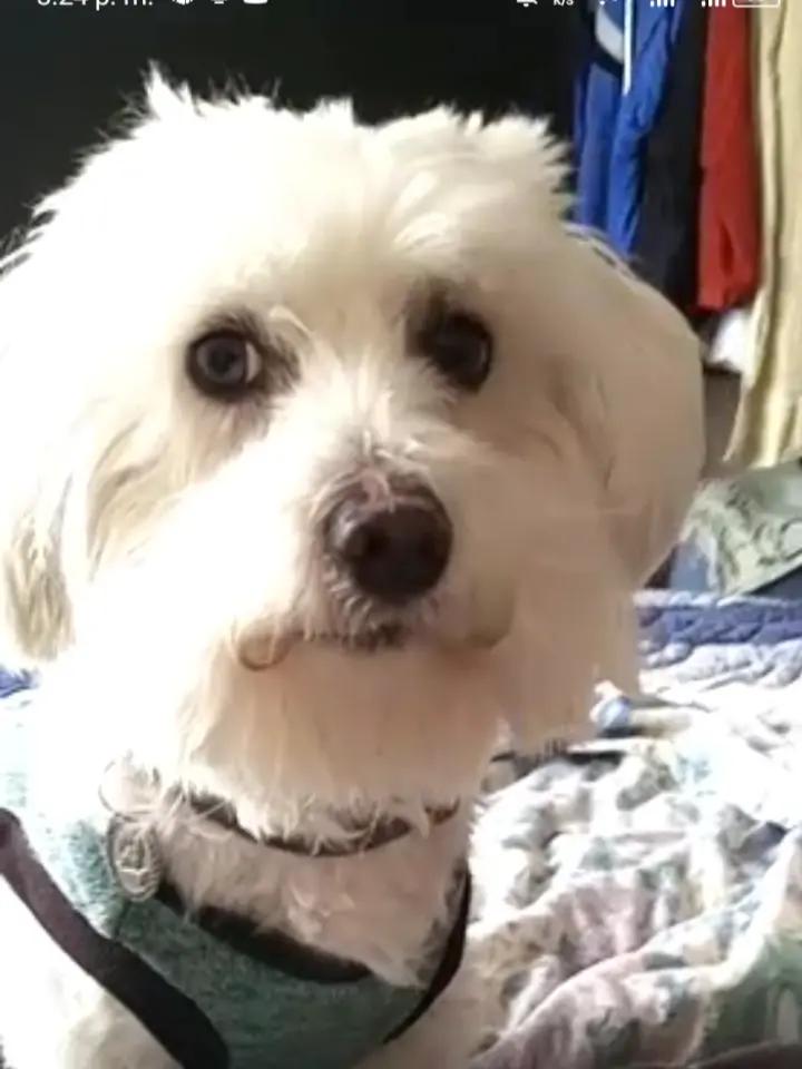 @Sr. Tom&aacute;s 💙🐶💚