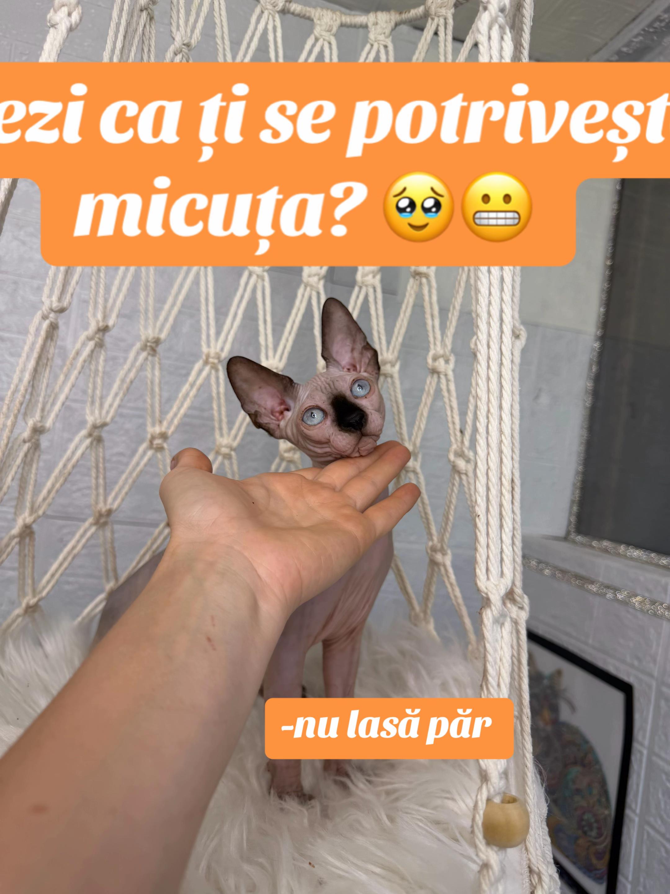 @Diana Ciortan Sphynx Romania
