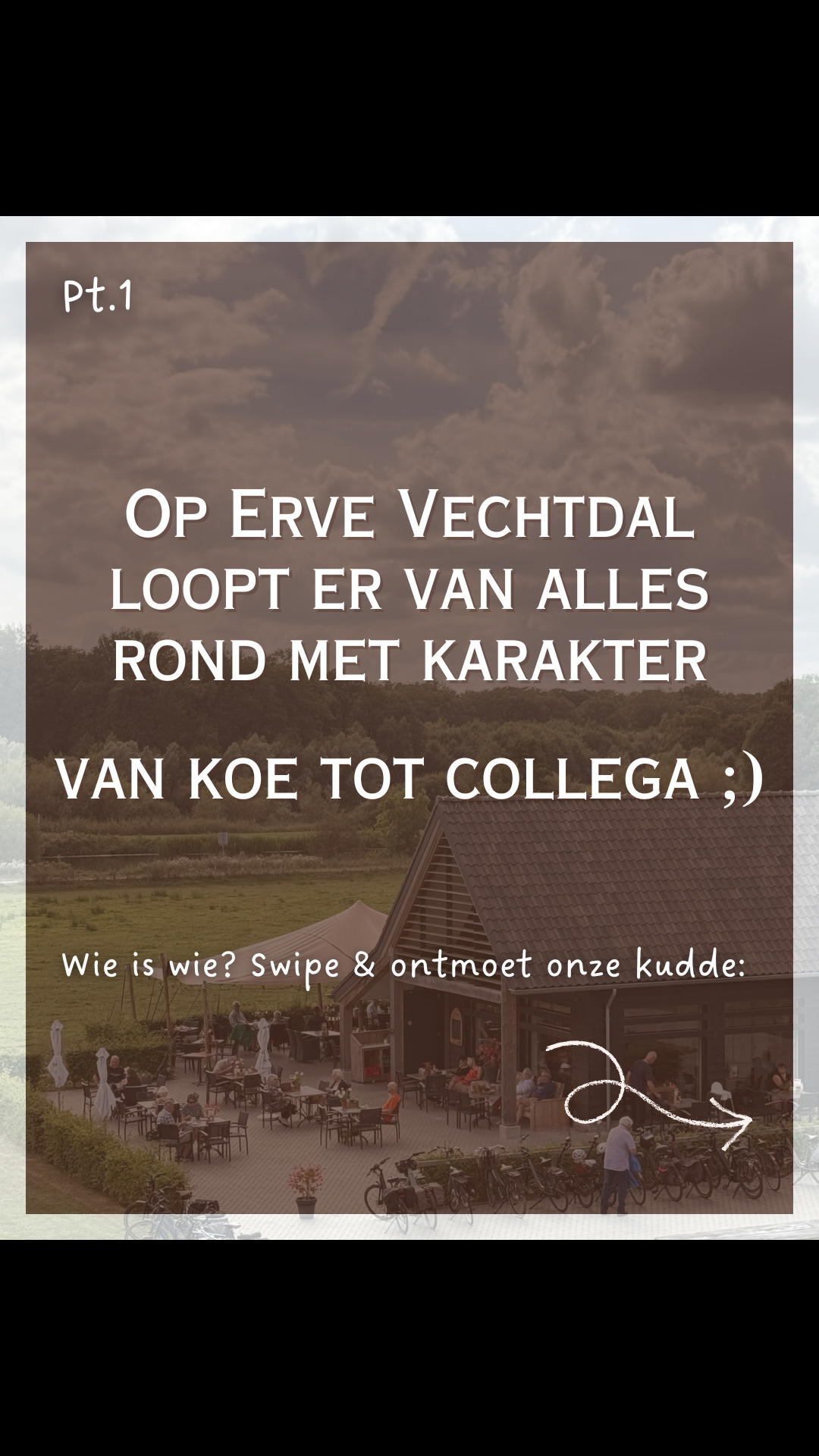 @Erve Vechtdal Koe Safari