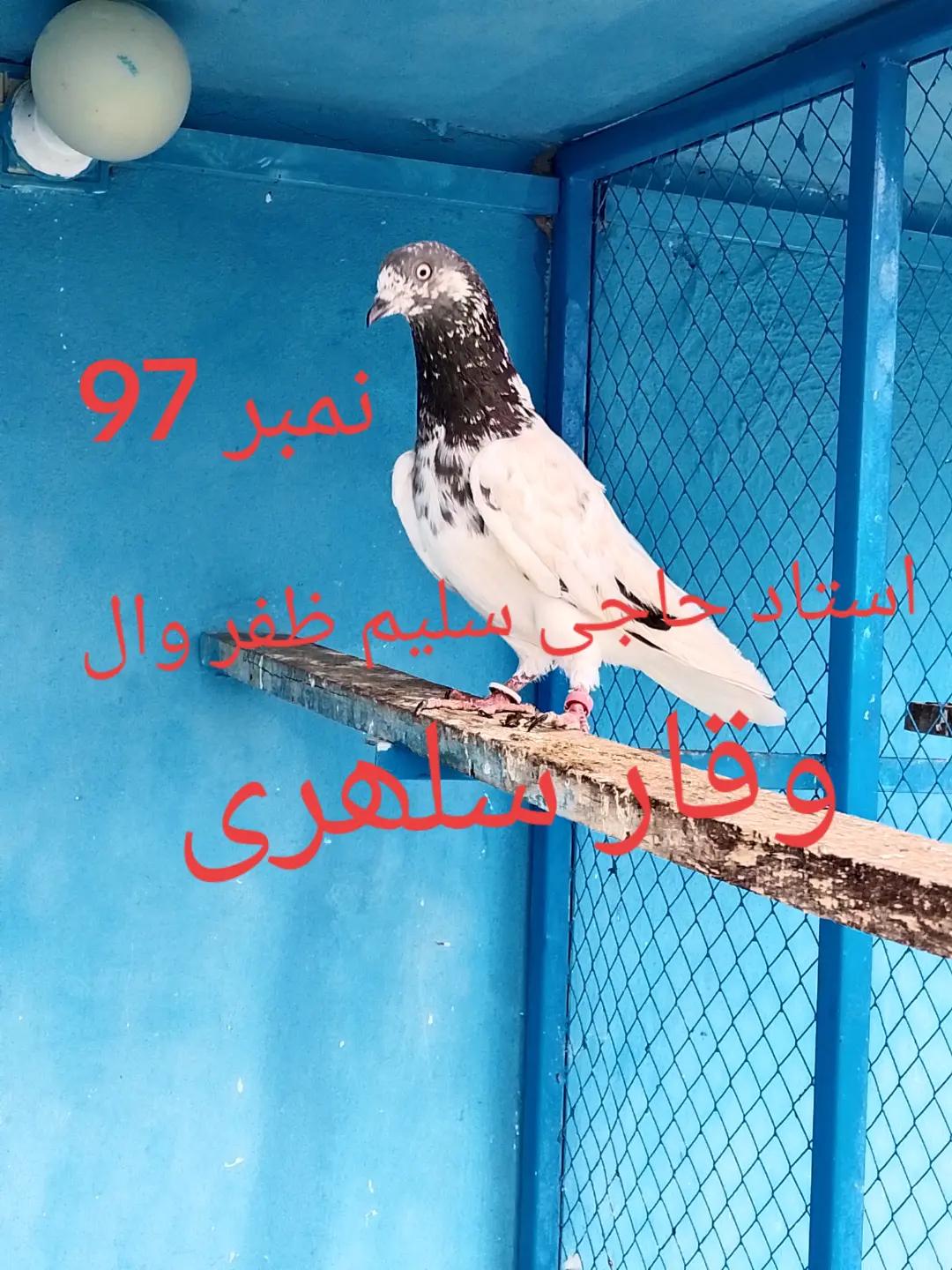 @waqarsulehri555