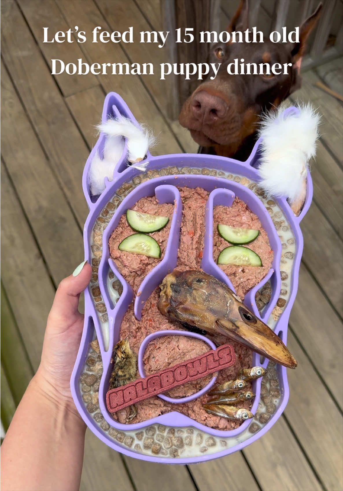 @Nala the Doberman