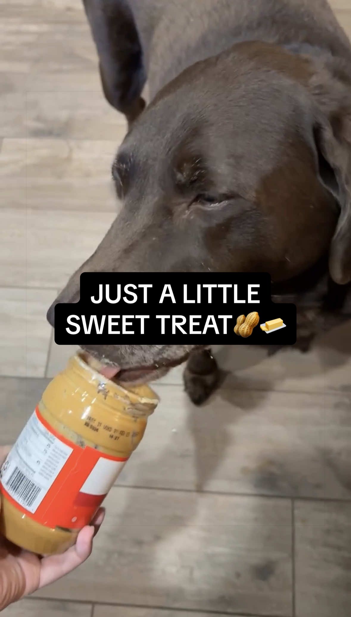 @Sevy and Gus 🐾
