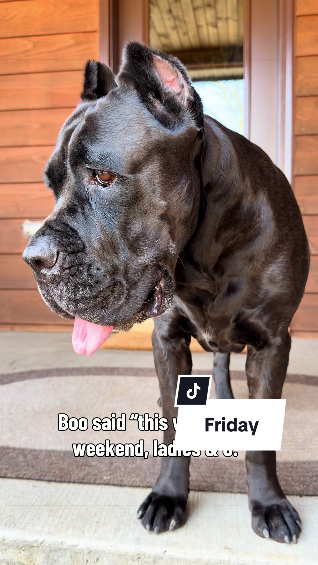 @Boo the Cane Corso