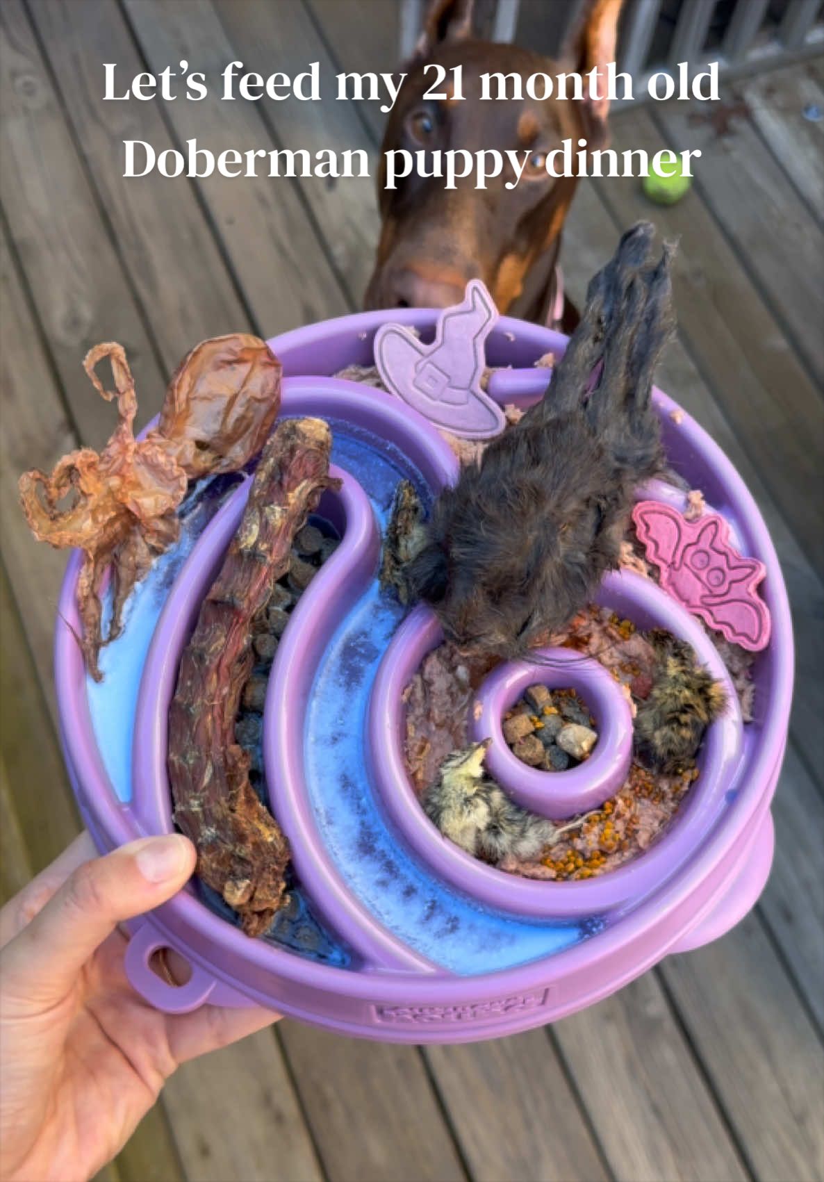 @Nala the Doberman