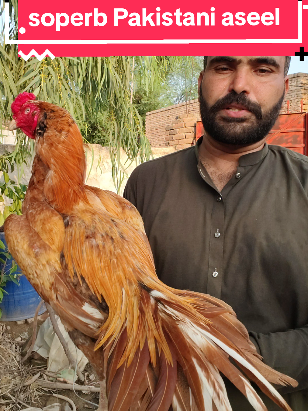 @faizan aseel farm 786