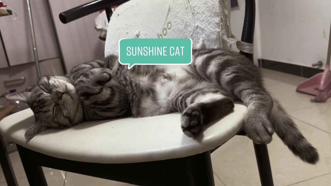 @Ice-creamy cat