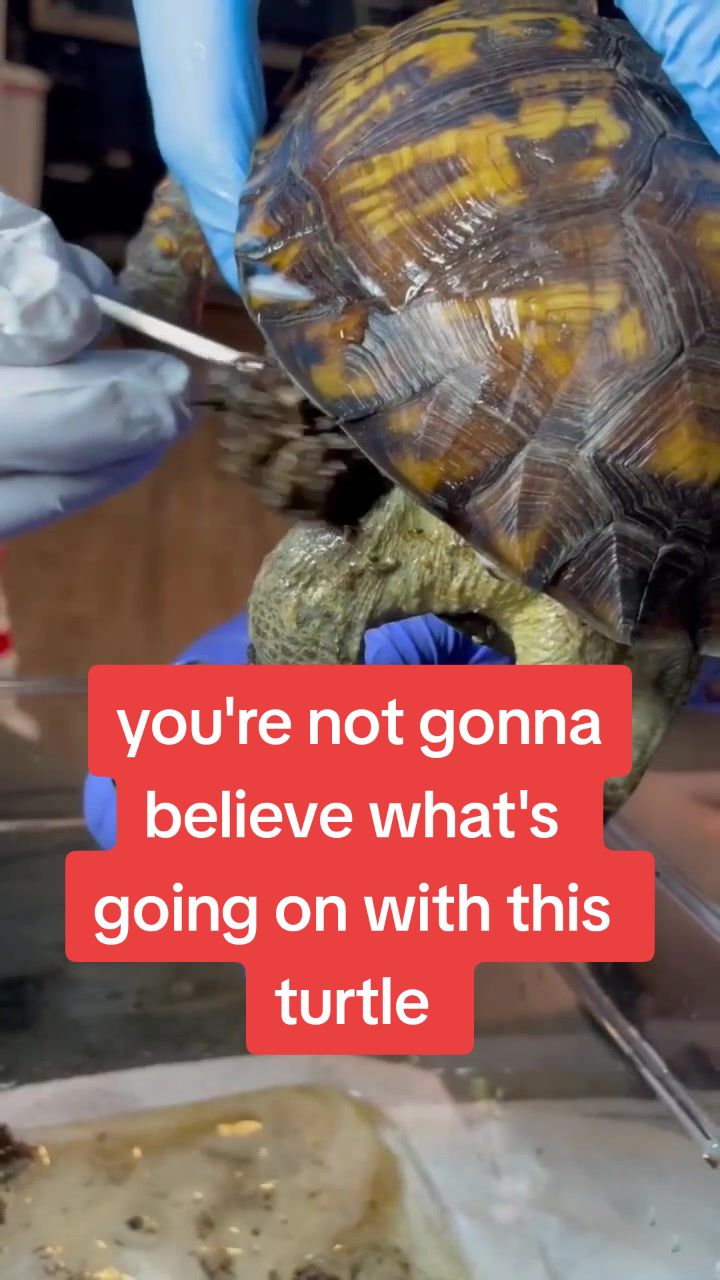 @BeWild Reptile Rescue