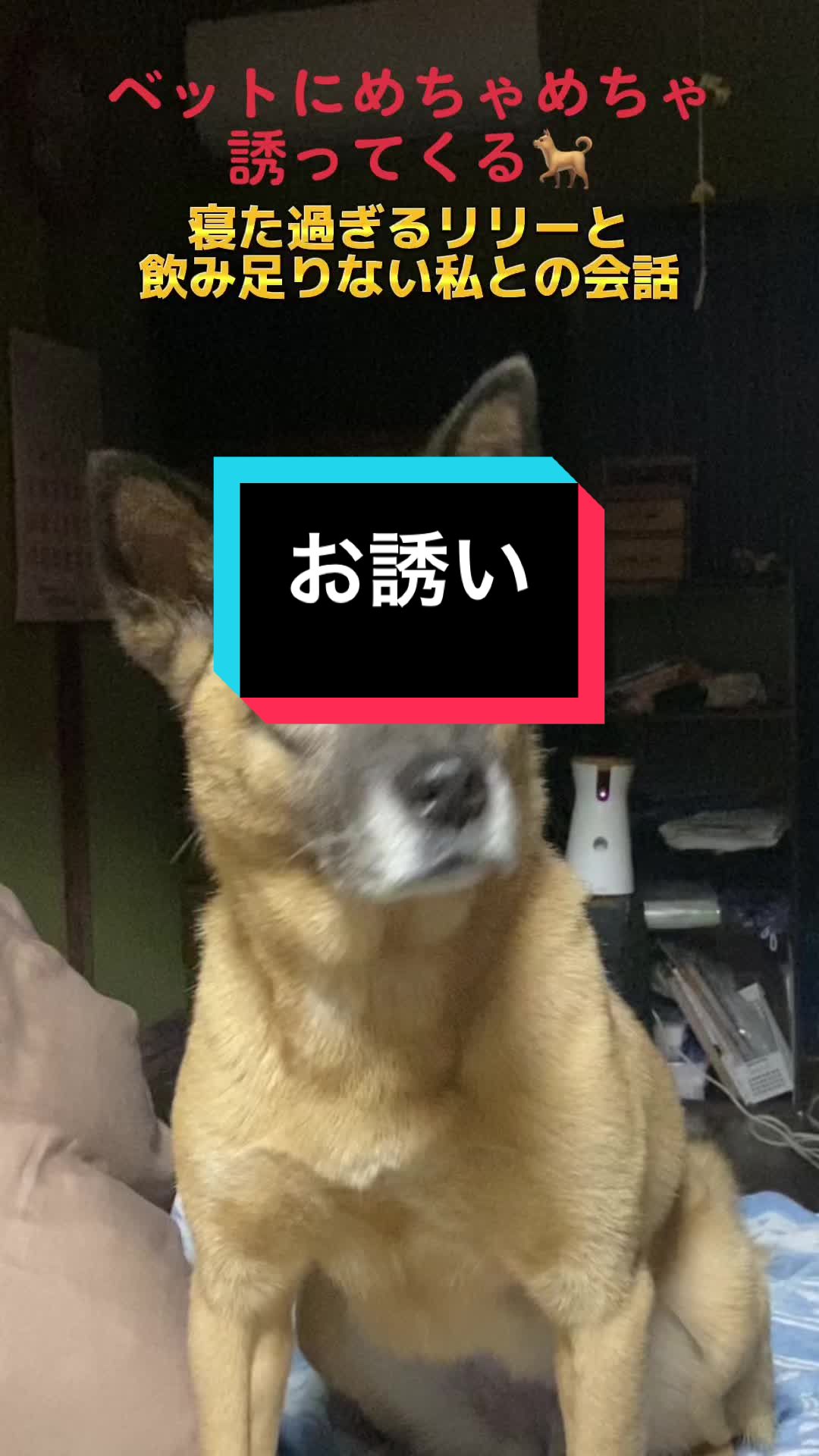 @島犬リリーのtikdog