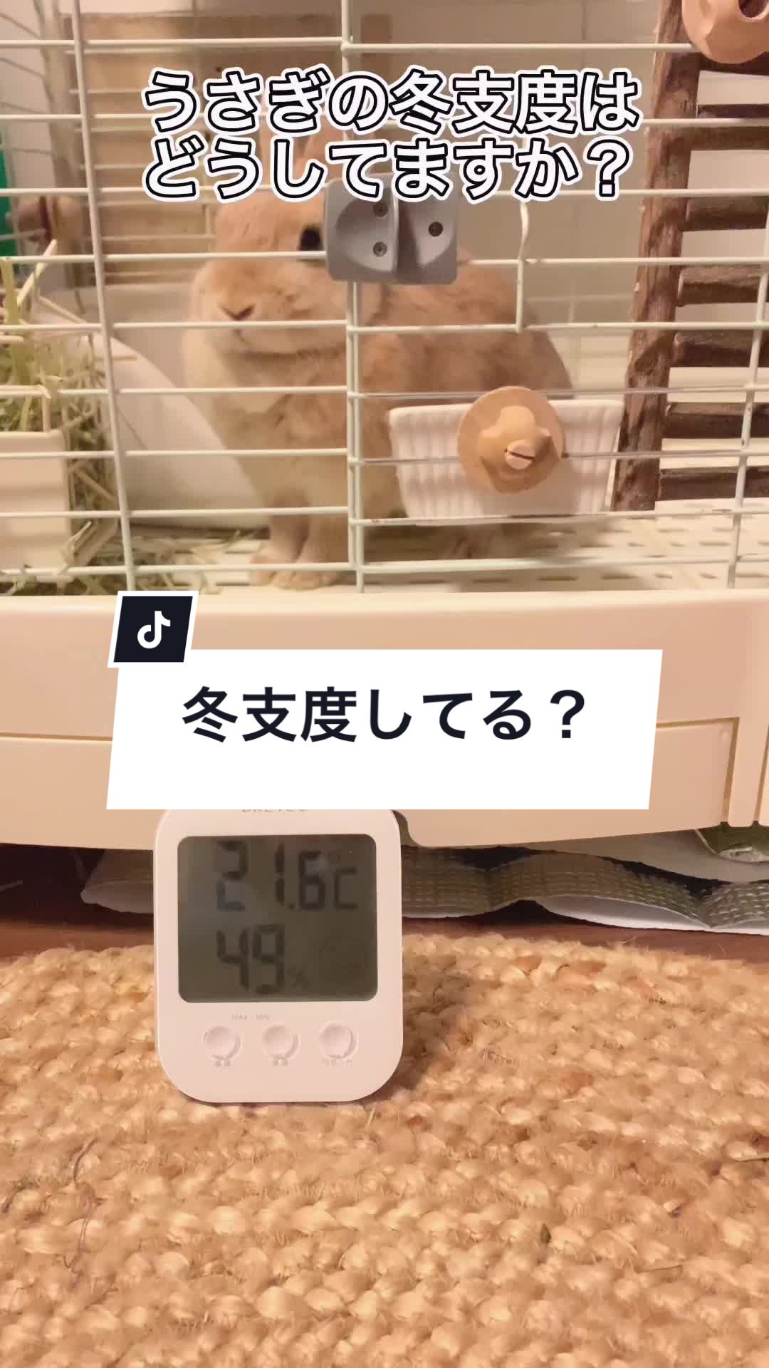@うさぎと暮らす田中