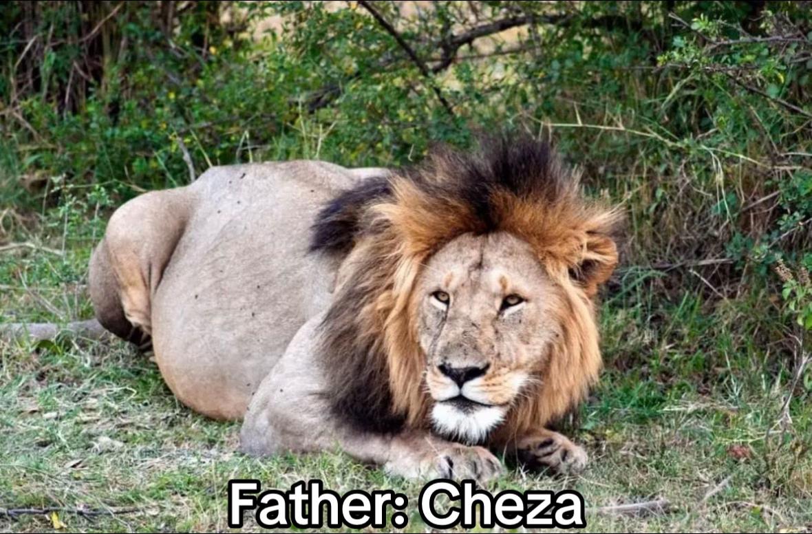 @Nai | LION EXPERT 🌍