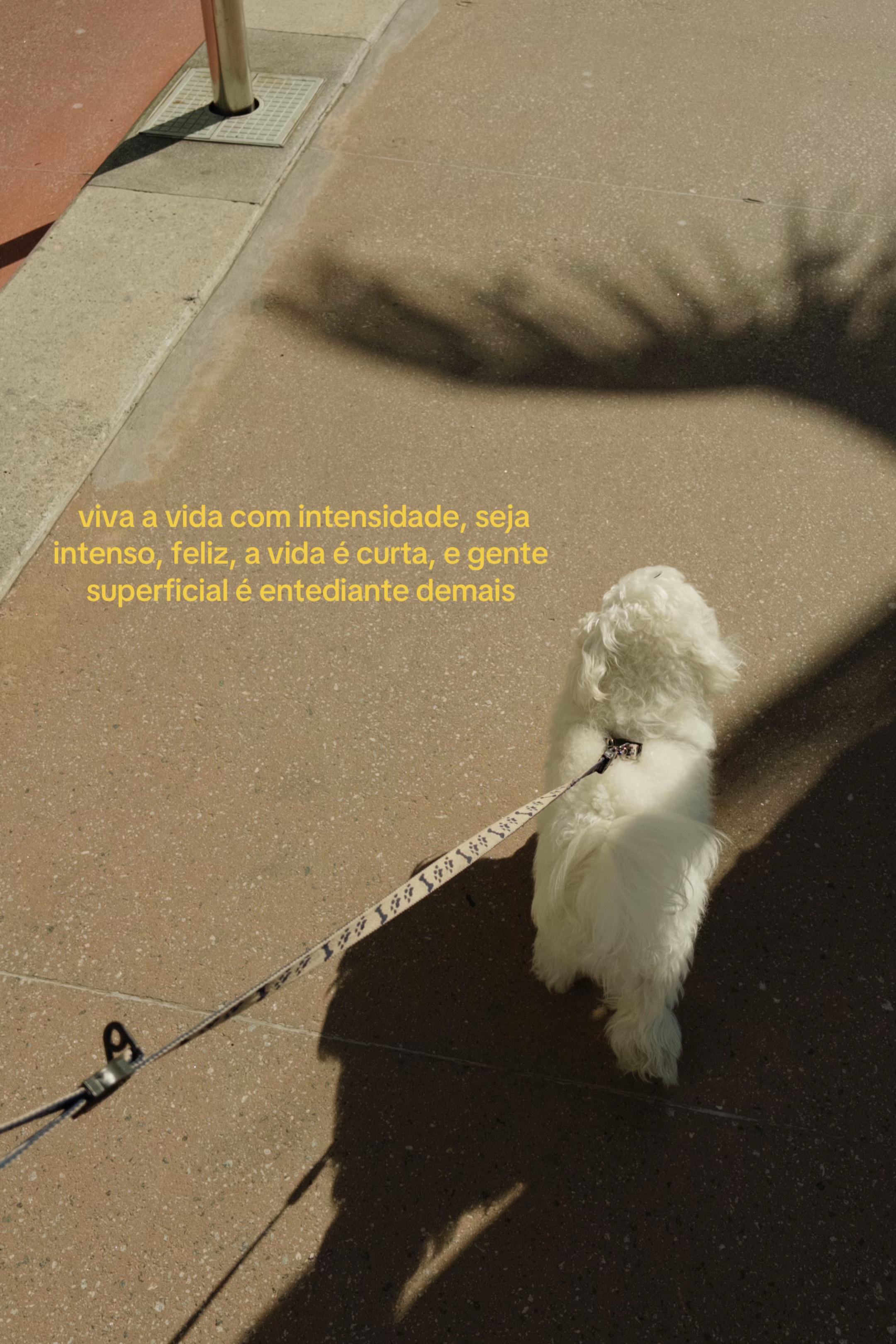 @bueno