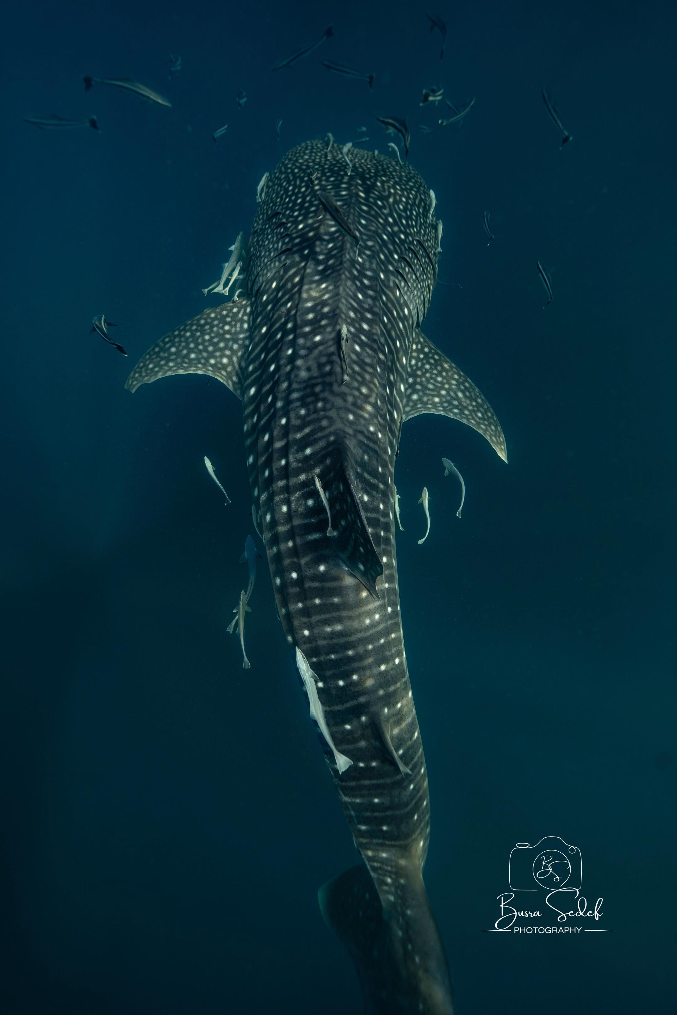 @Buddha View Dive Centre