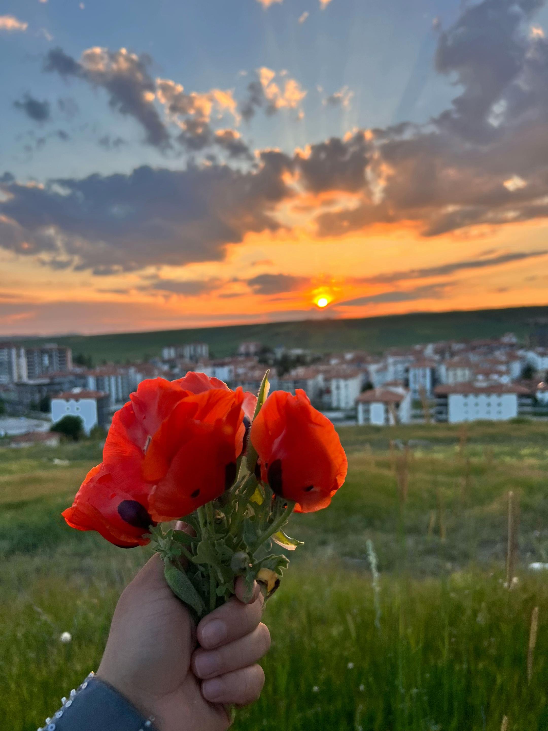 @dilekveli
