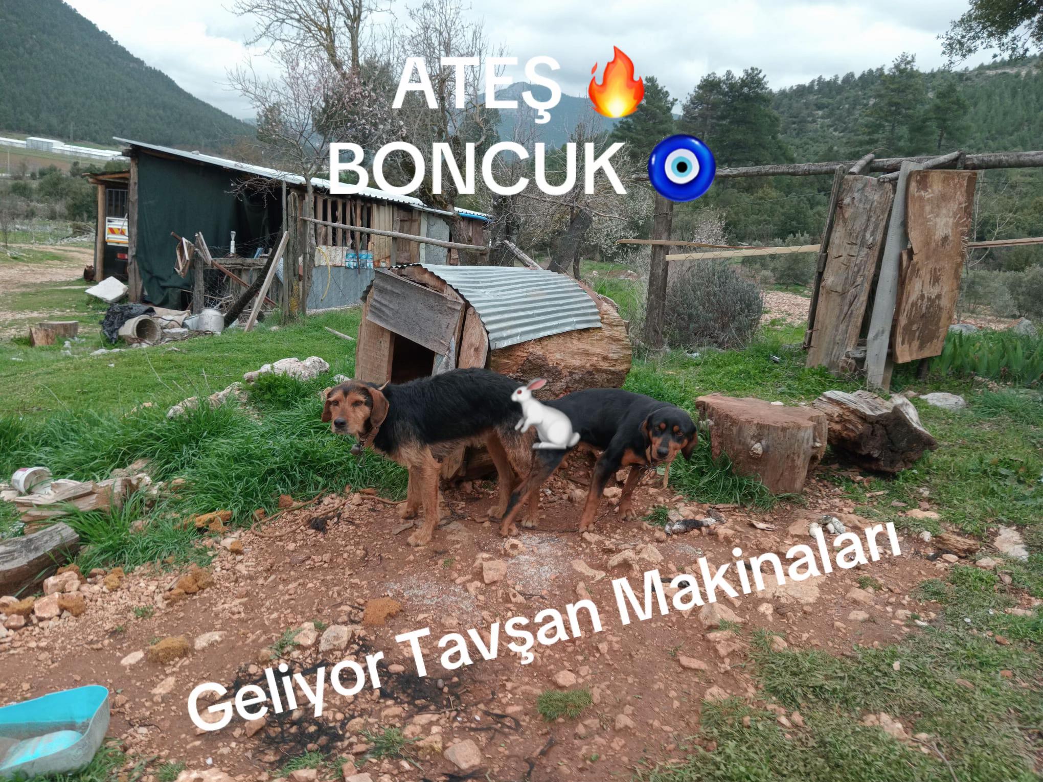 @Sefa Demirel