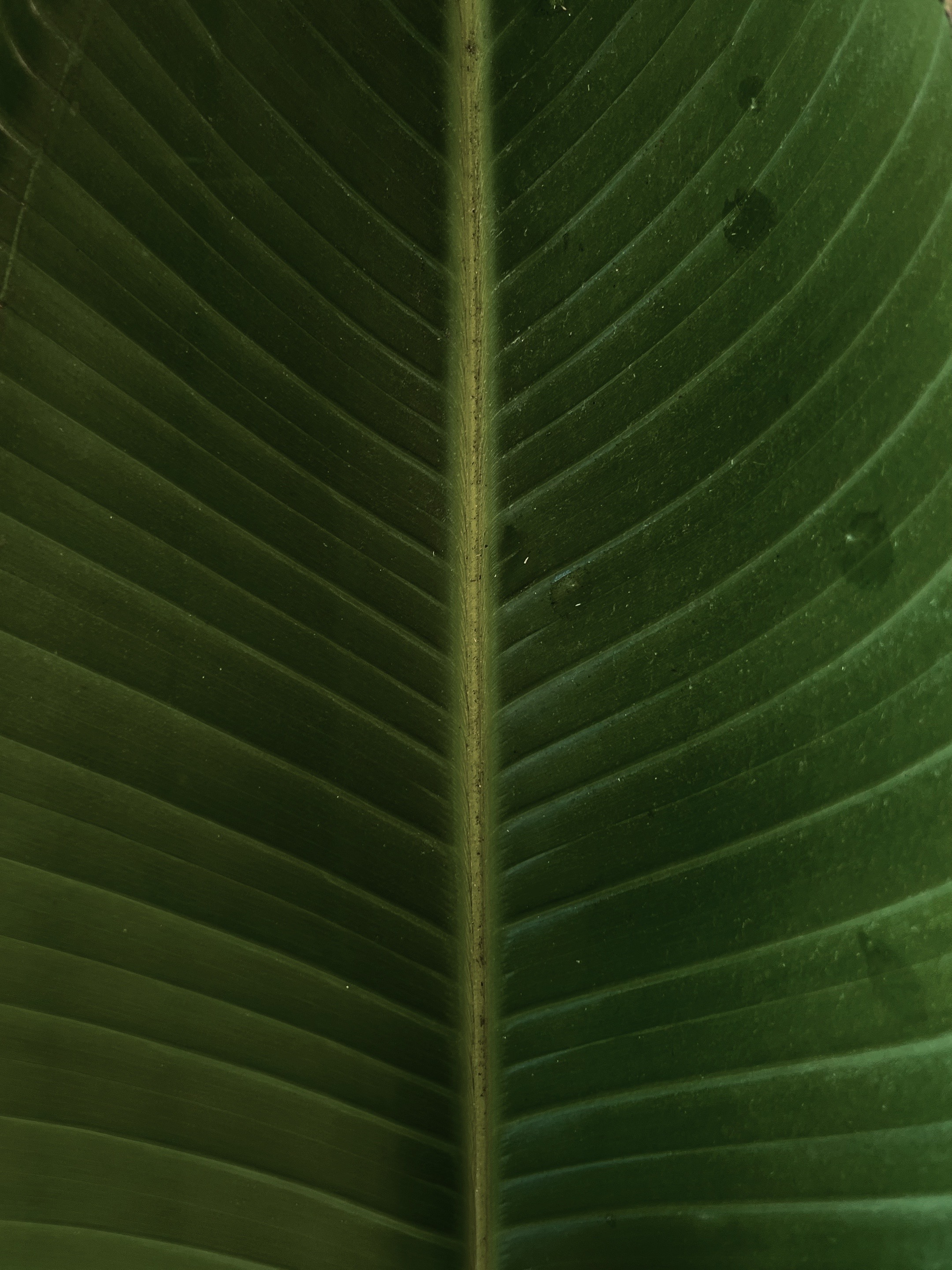 @greenembryo