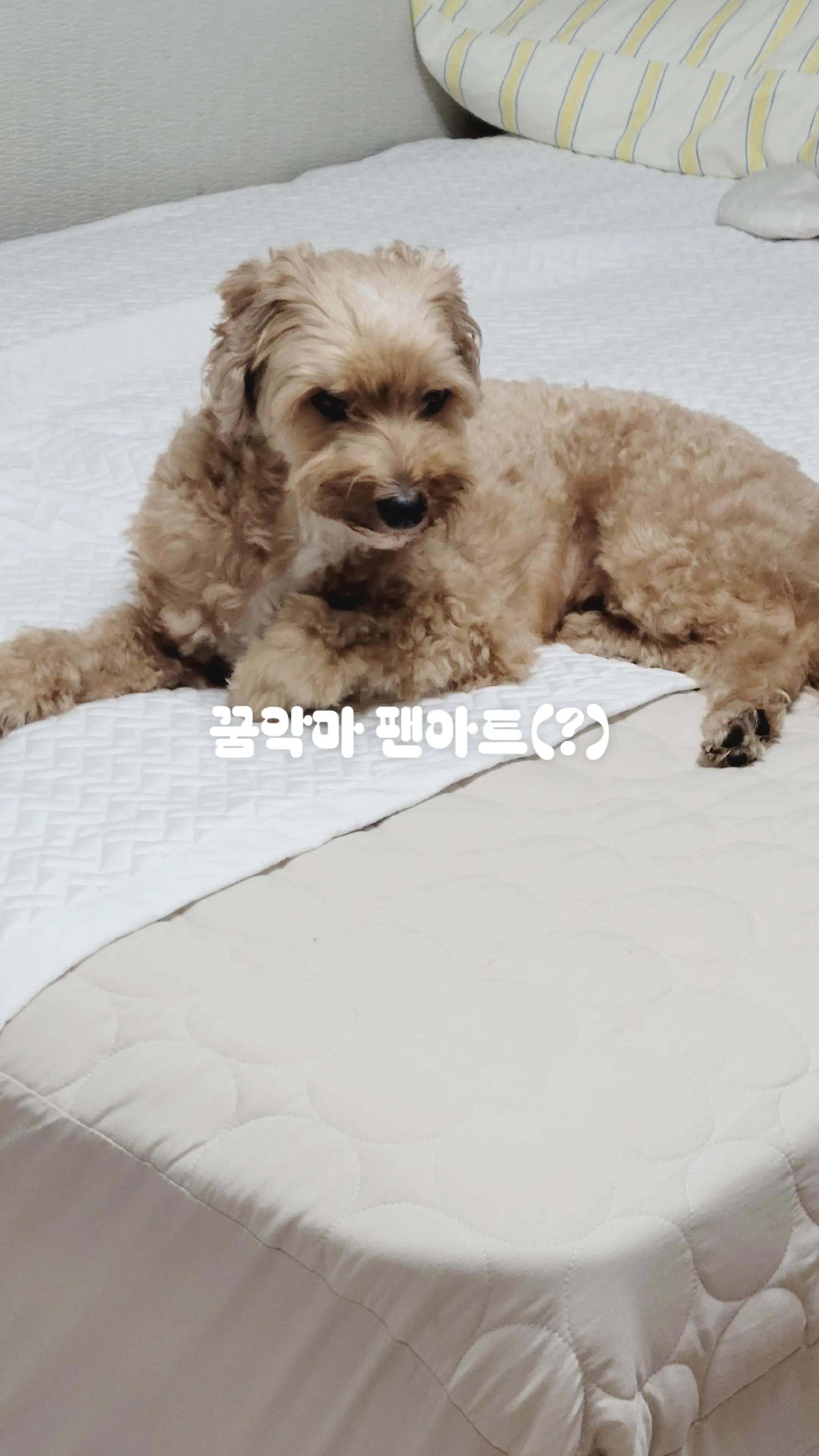 @셋카키 유키(자캐)