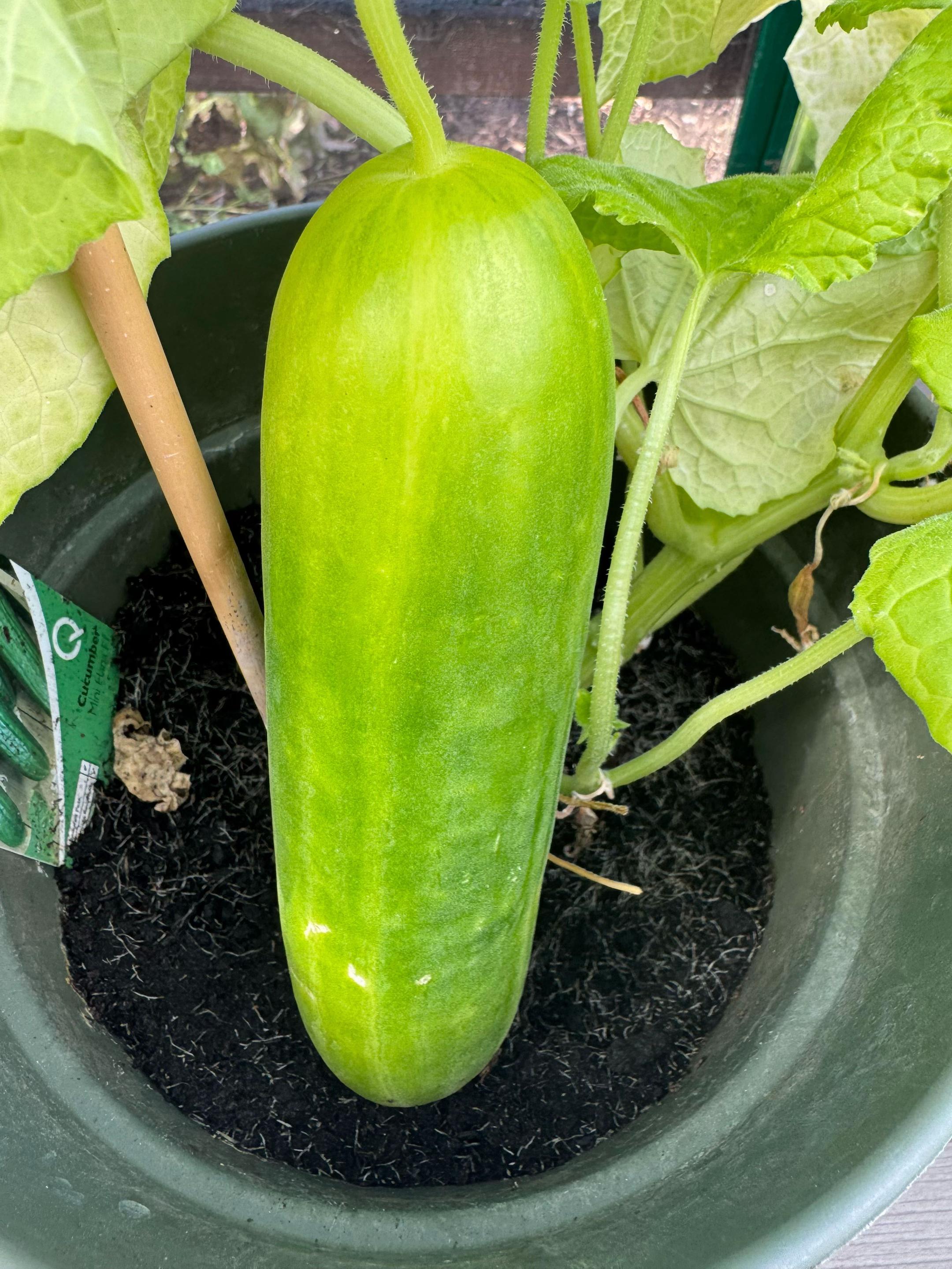 @Granddad Greenhouse