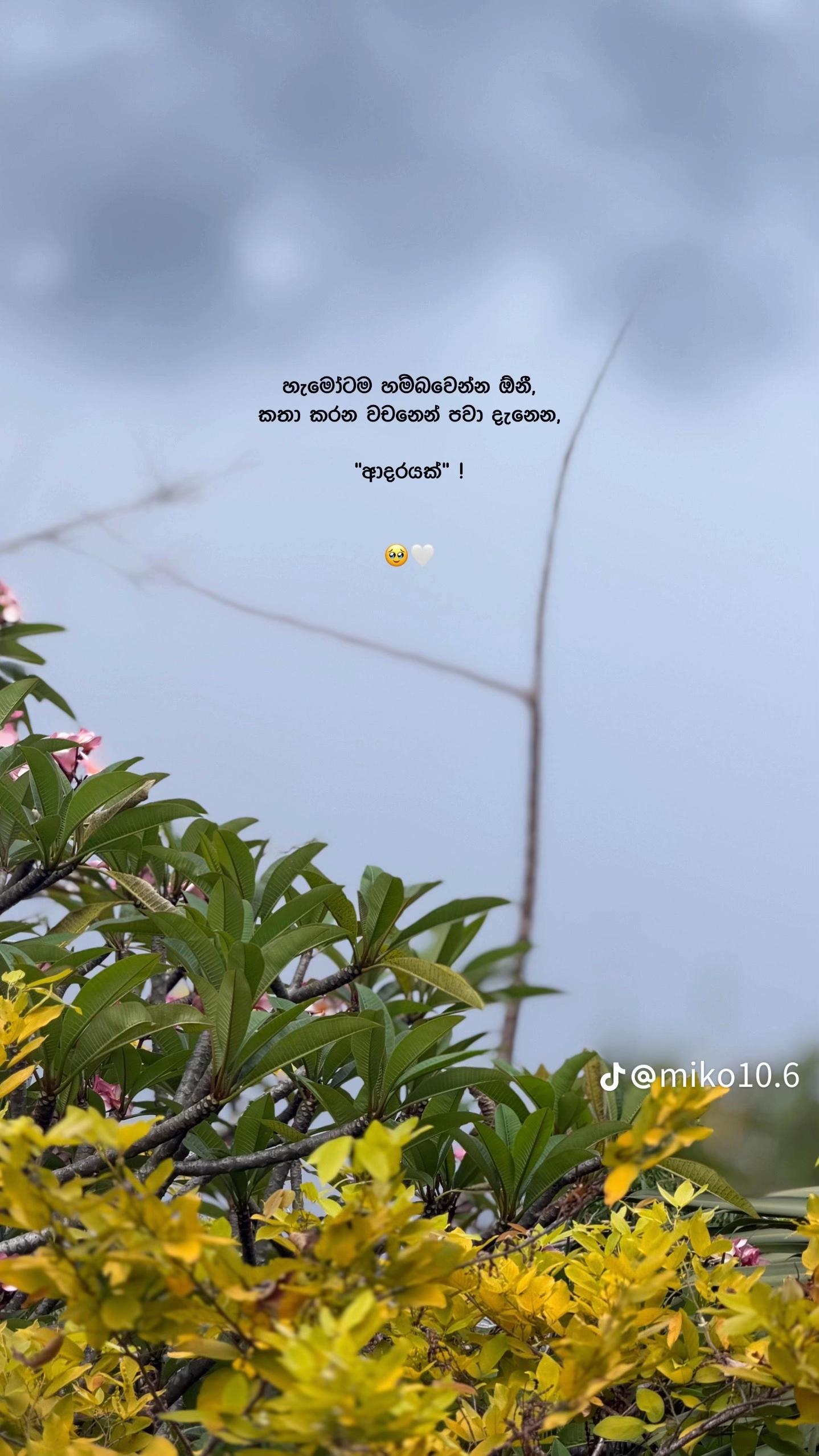 @Vihagi 🧚♀🌹