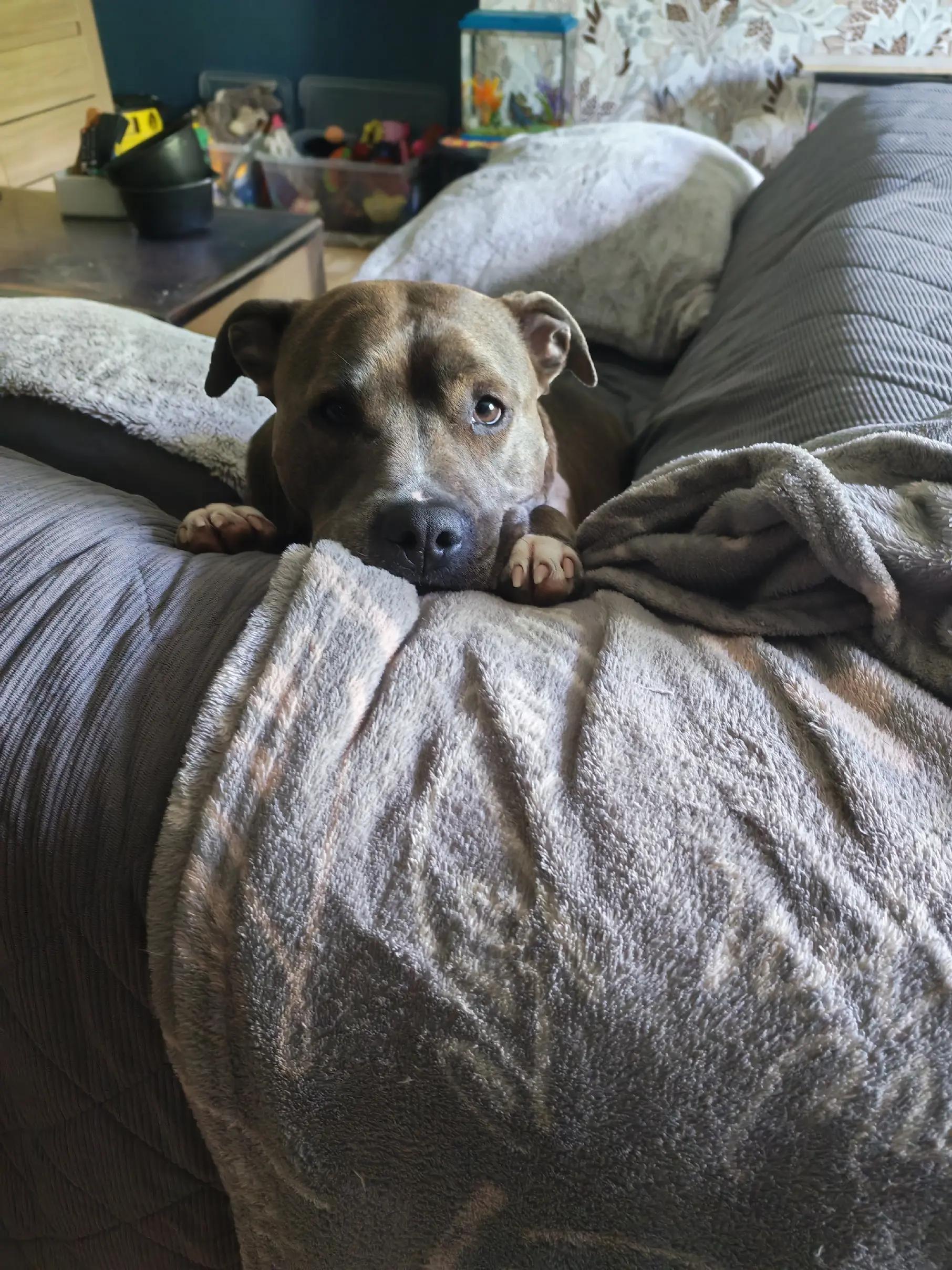 @Saphirlastaffy
