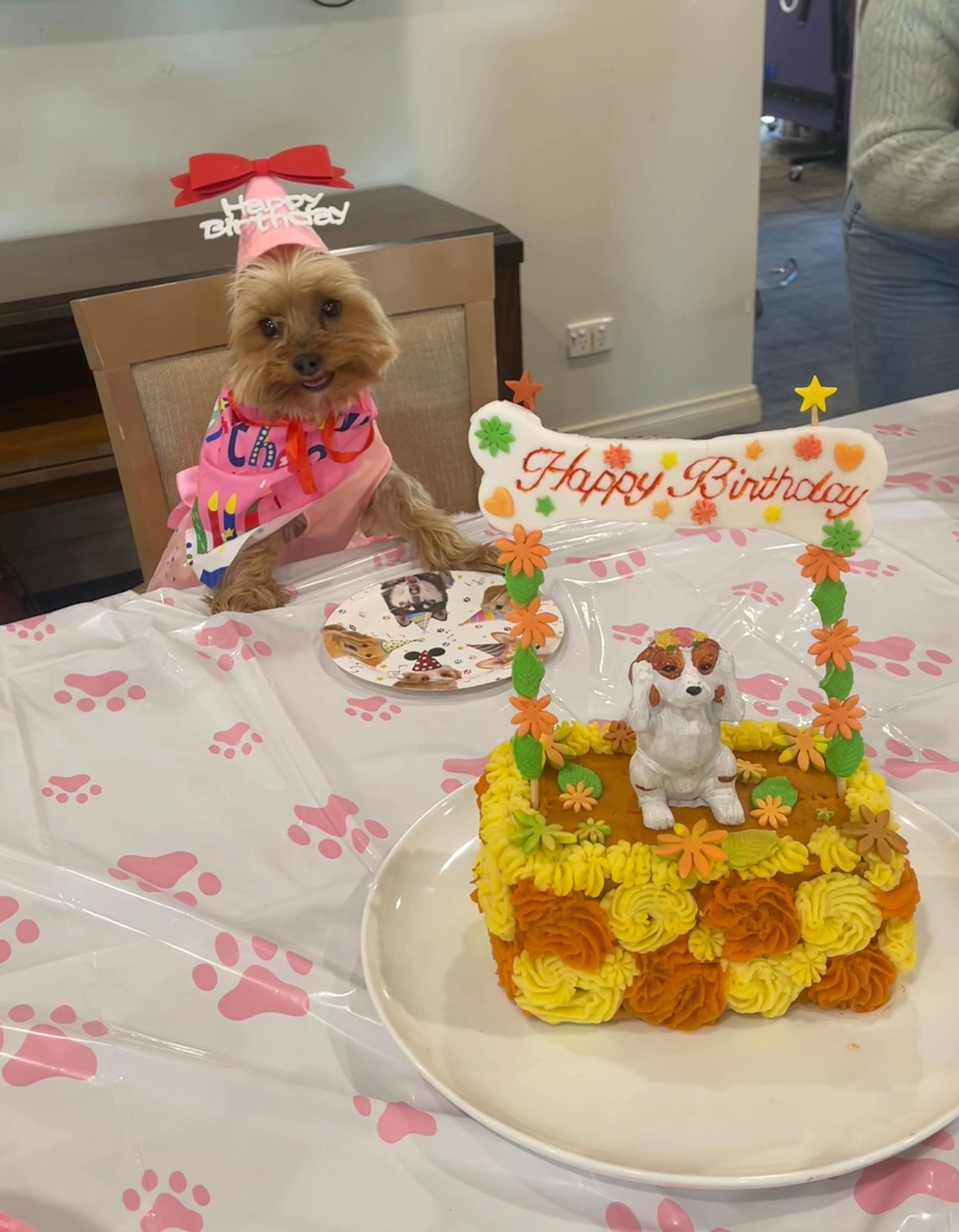 @Tinka the Yorkie