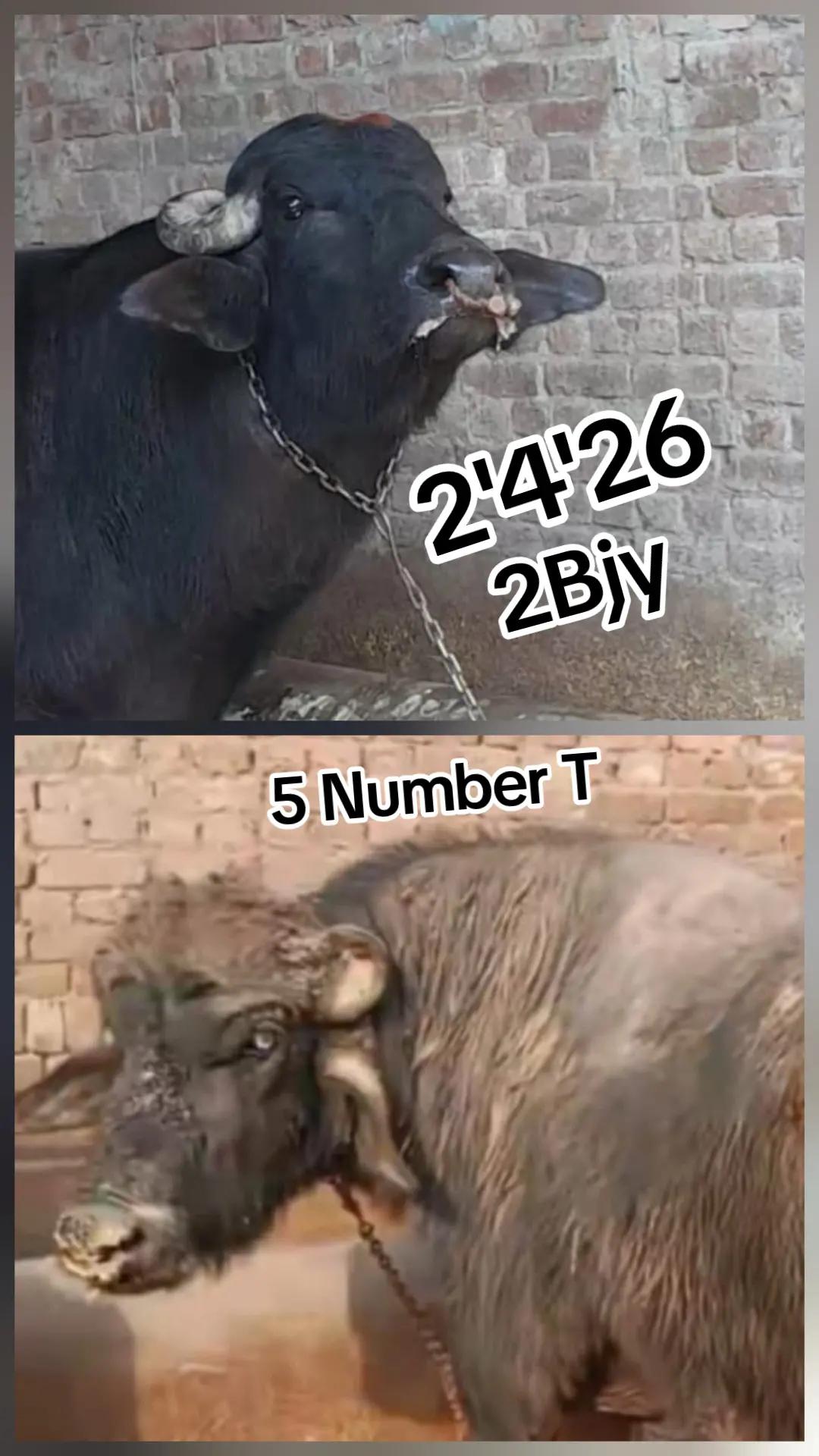 @Honey singh('gujjar')