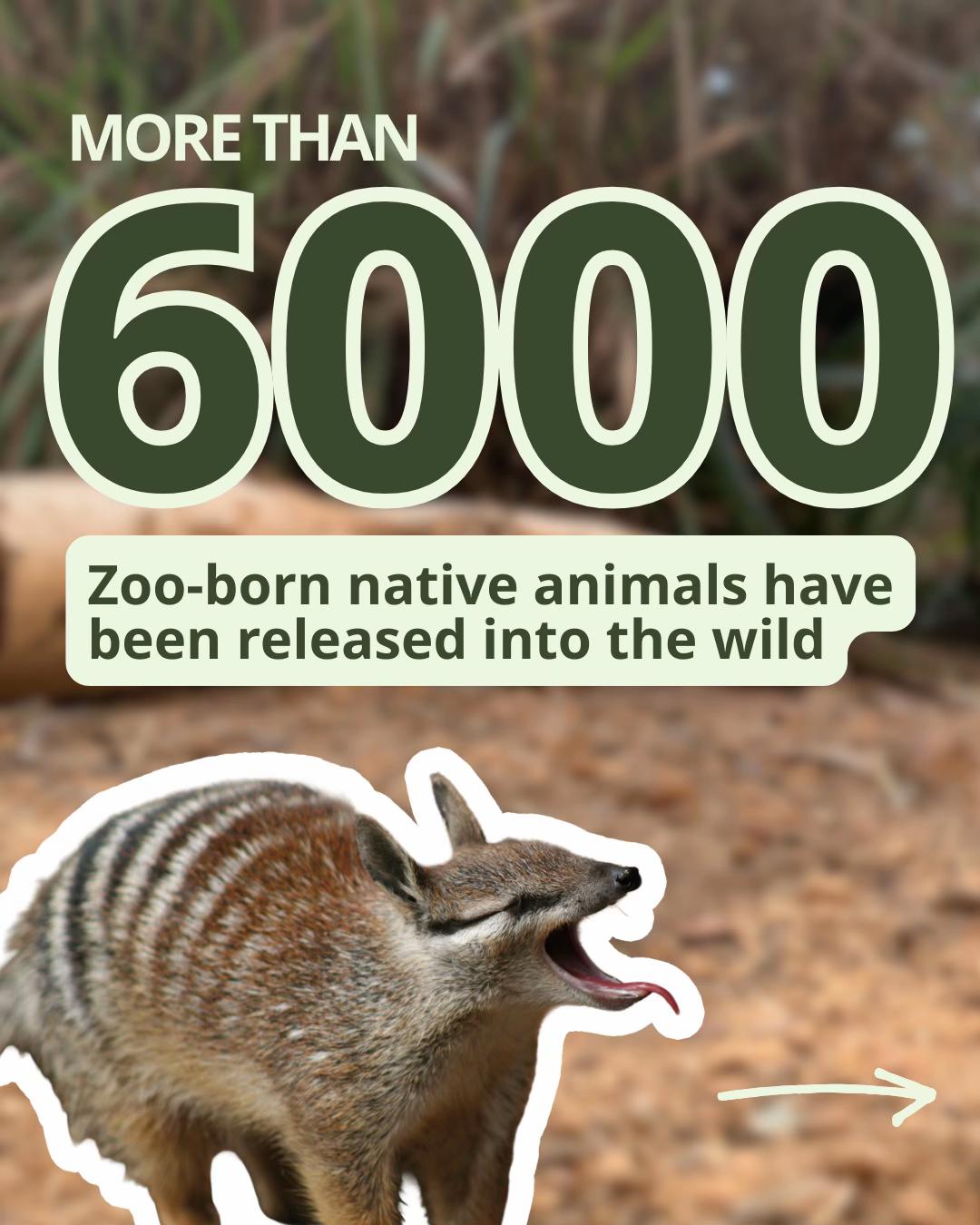 @Perth Zoo