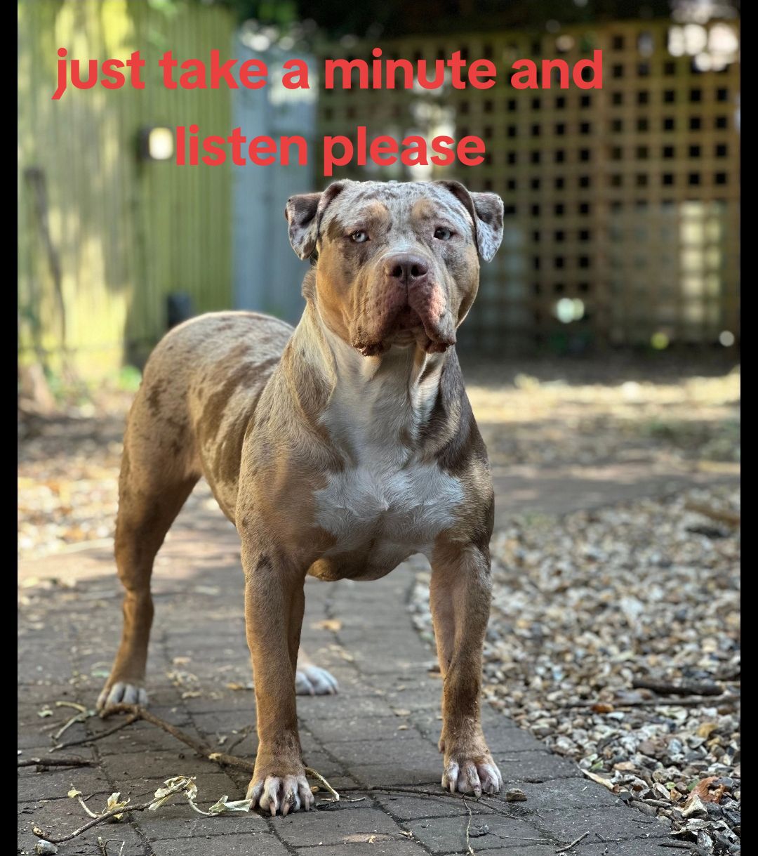 @SAVE THE XL BULLYS