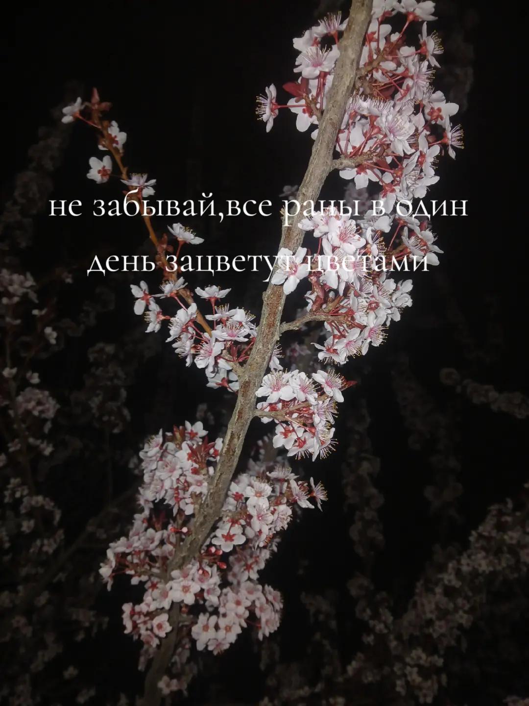 @𝒵𝓁𝒶𝓉𝒾𝒸𝒽𝓀𝒶🪽