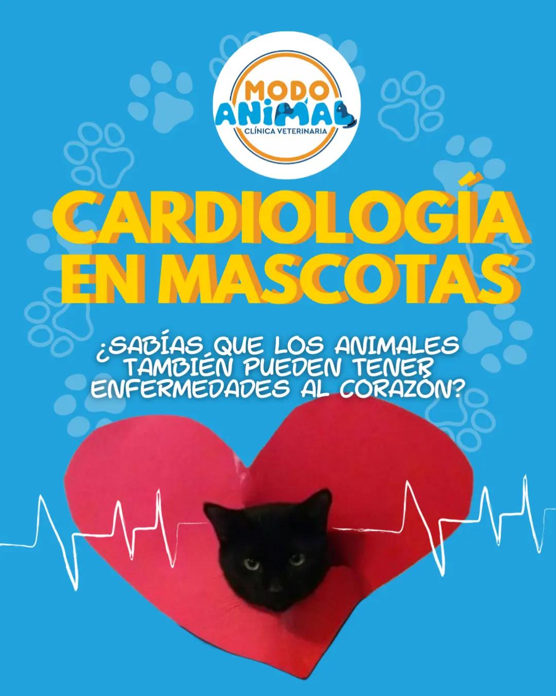 @VetModoAnimal
