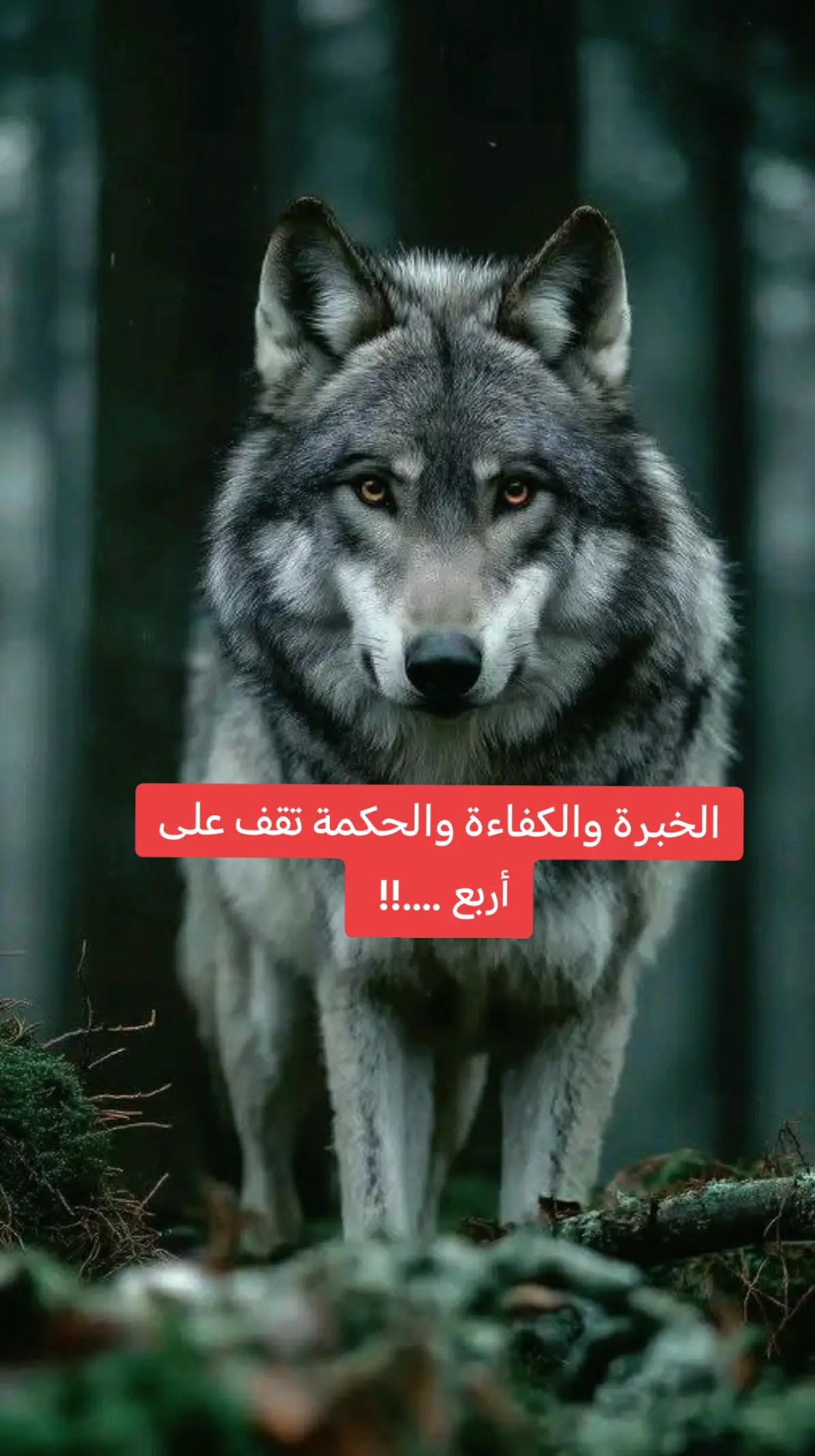 @walid Badi