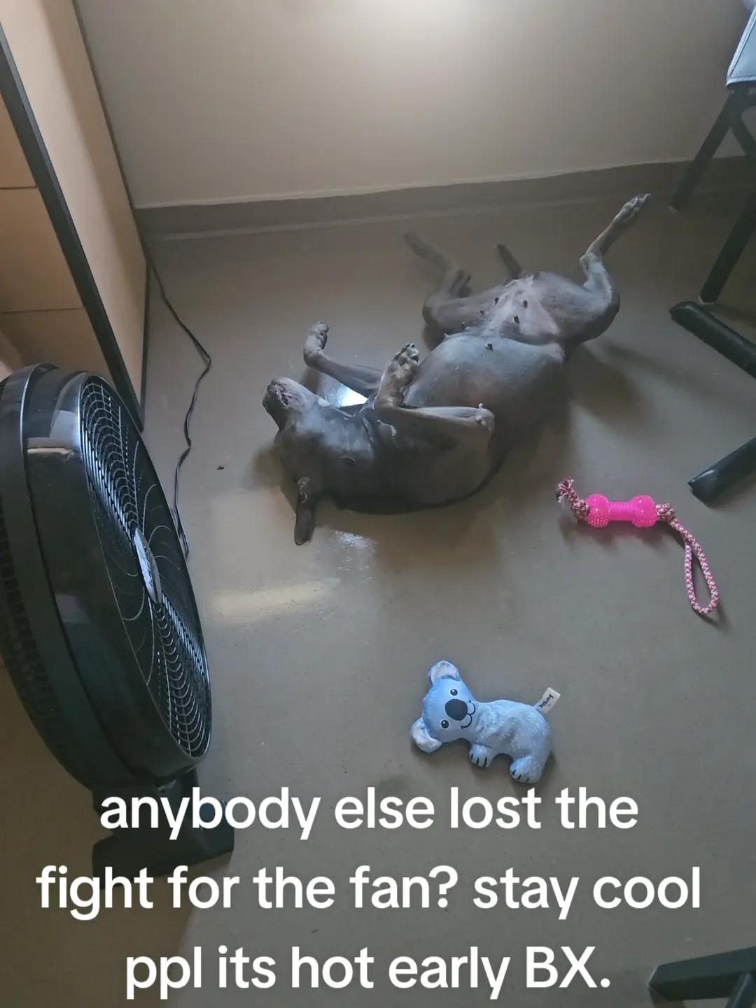 @Gato