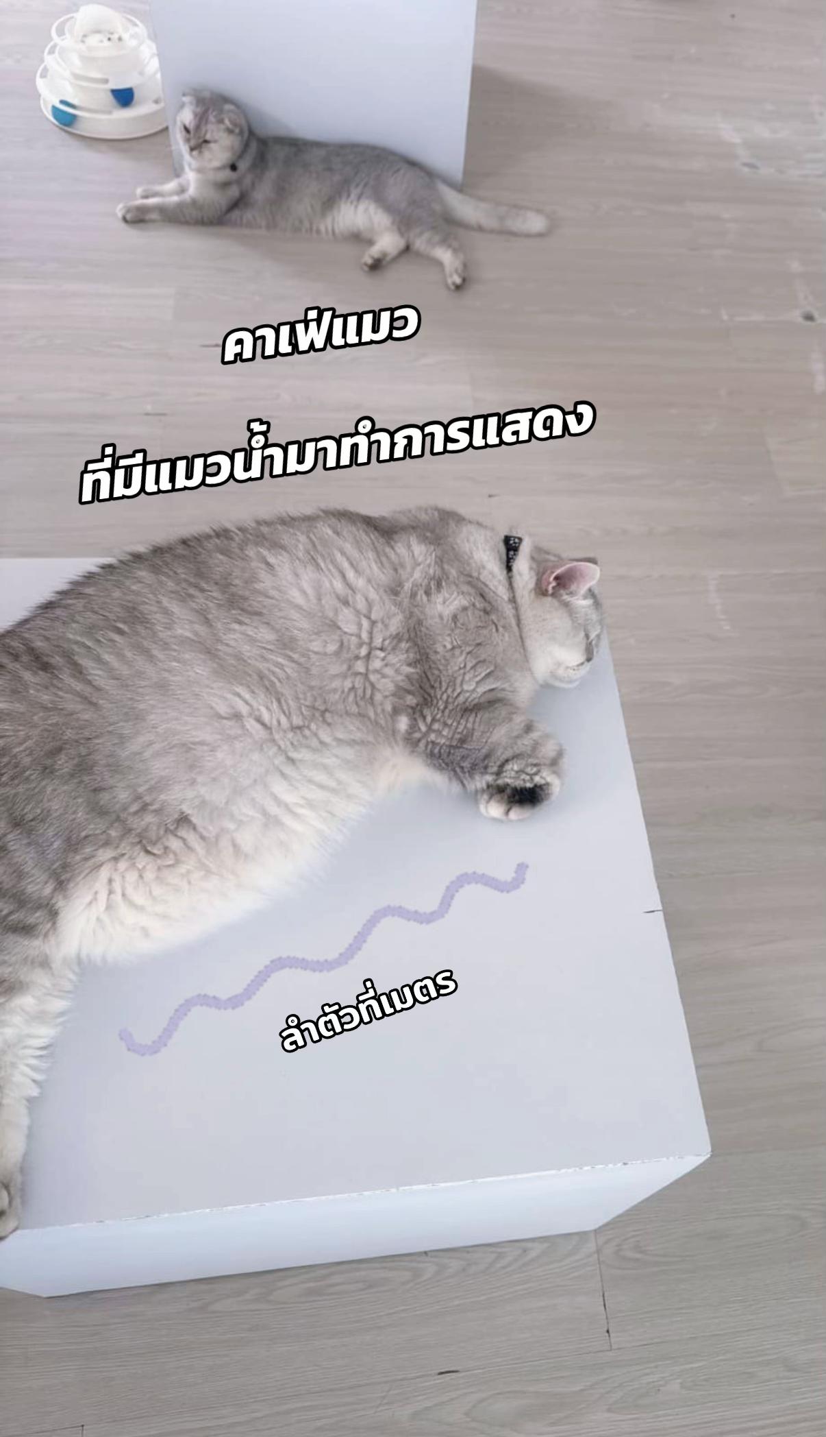 @คาเฟ่แมวโมริ Mori cat cafe'