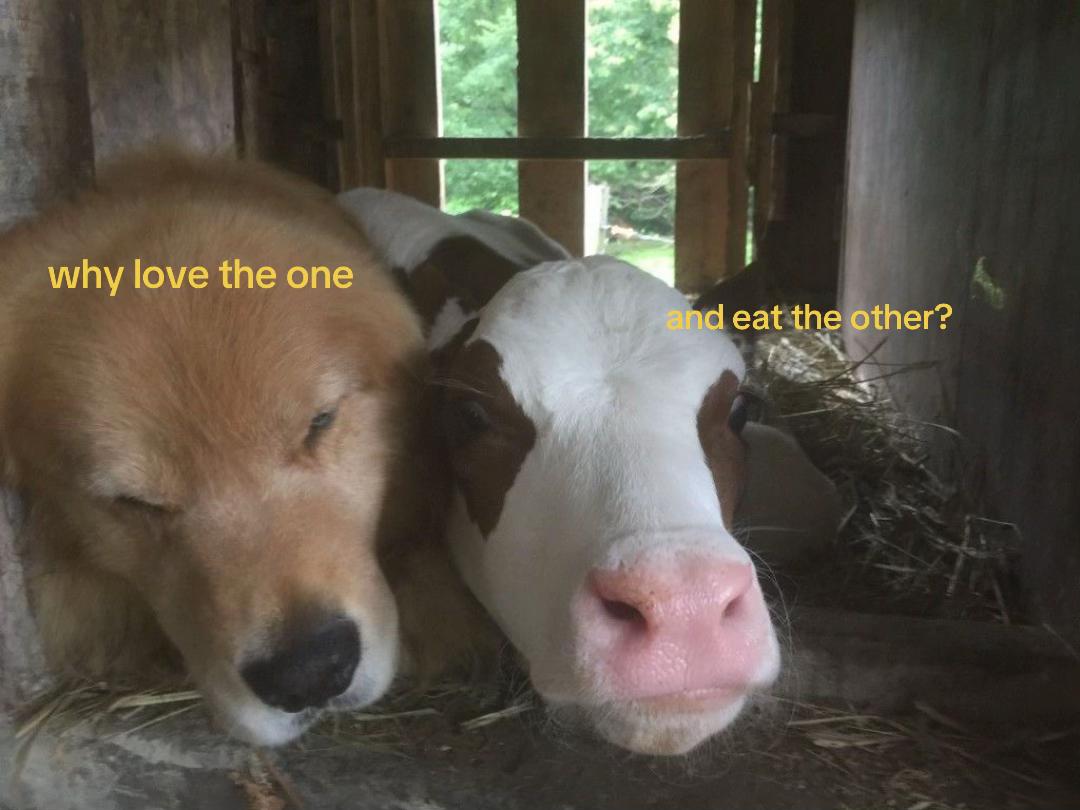 @Lu