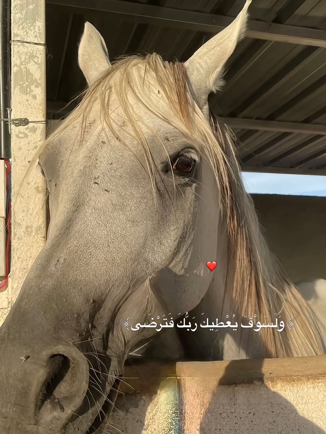 @١٤٢٣هـ👩🏻⚕️🇵🇸.