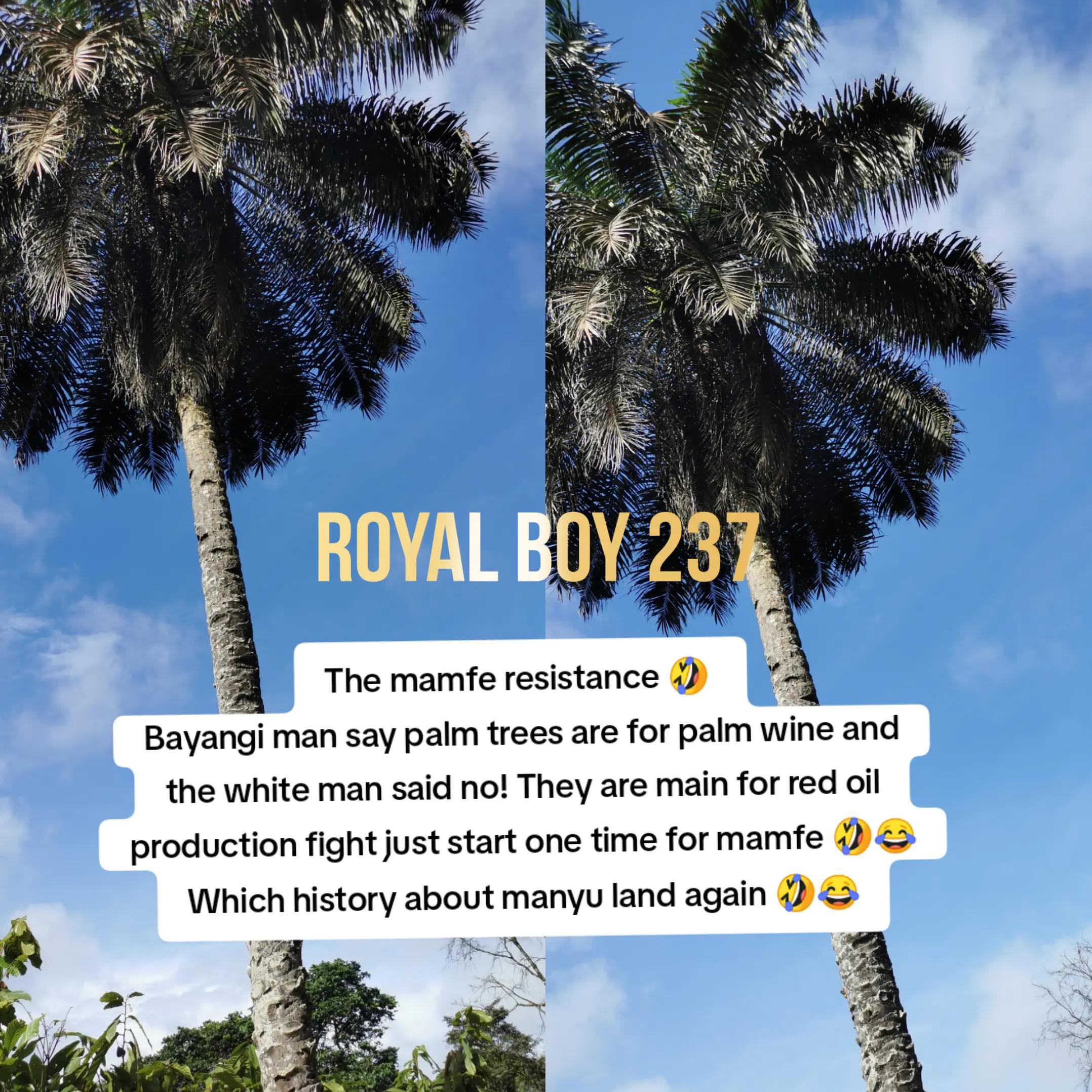 @Royal Boy 237