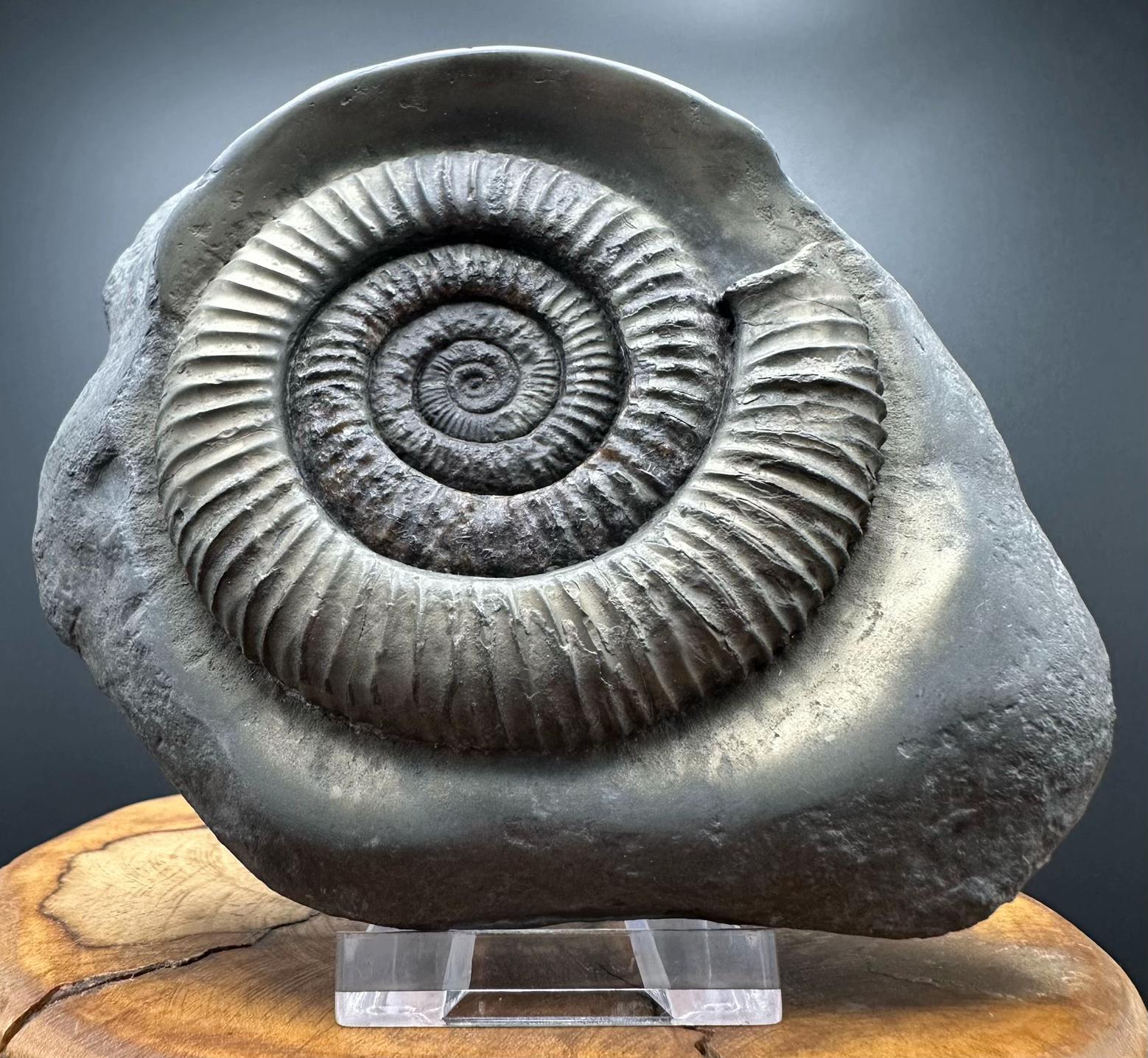 @yorkshire.fossils