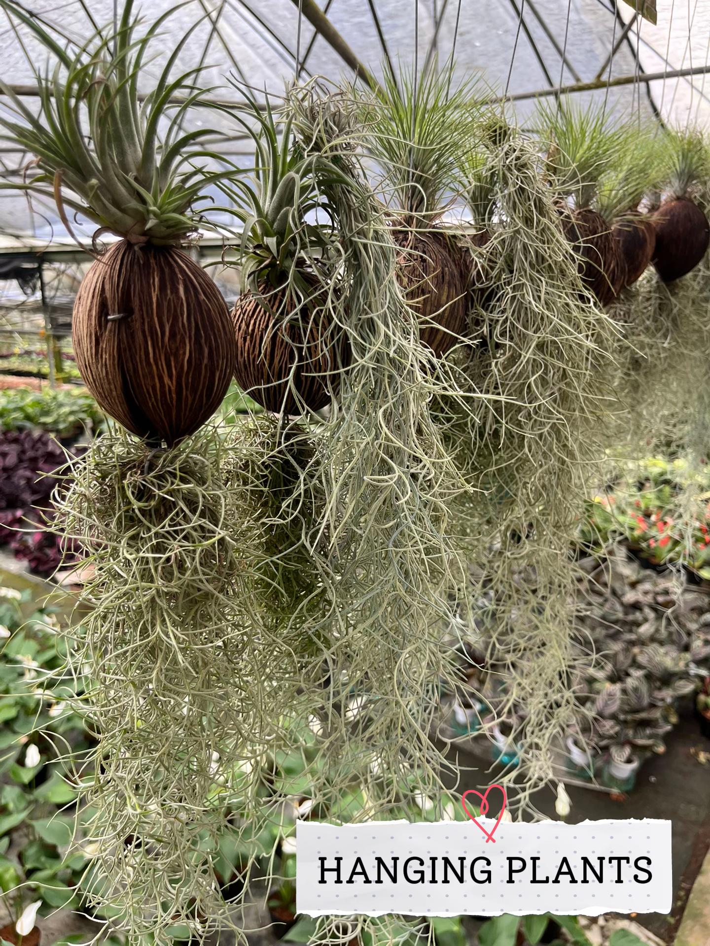@Emgie’s Plantitas