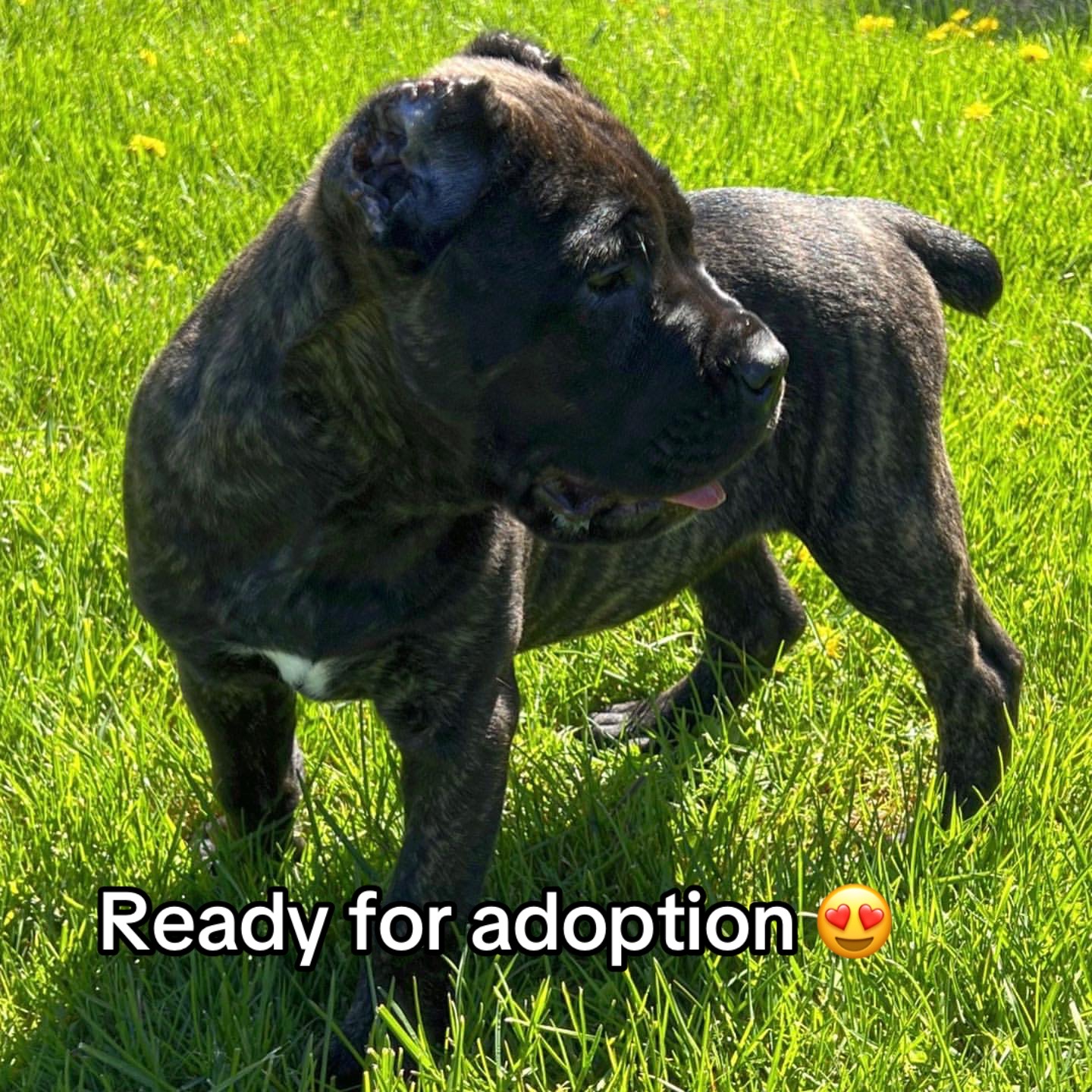 @CaneCorso