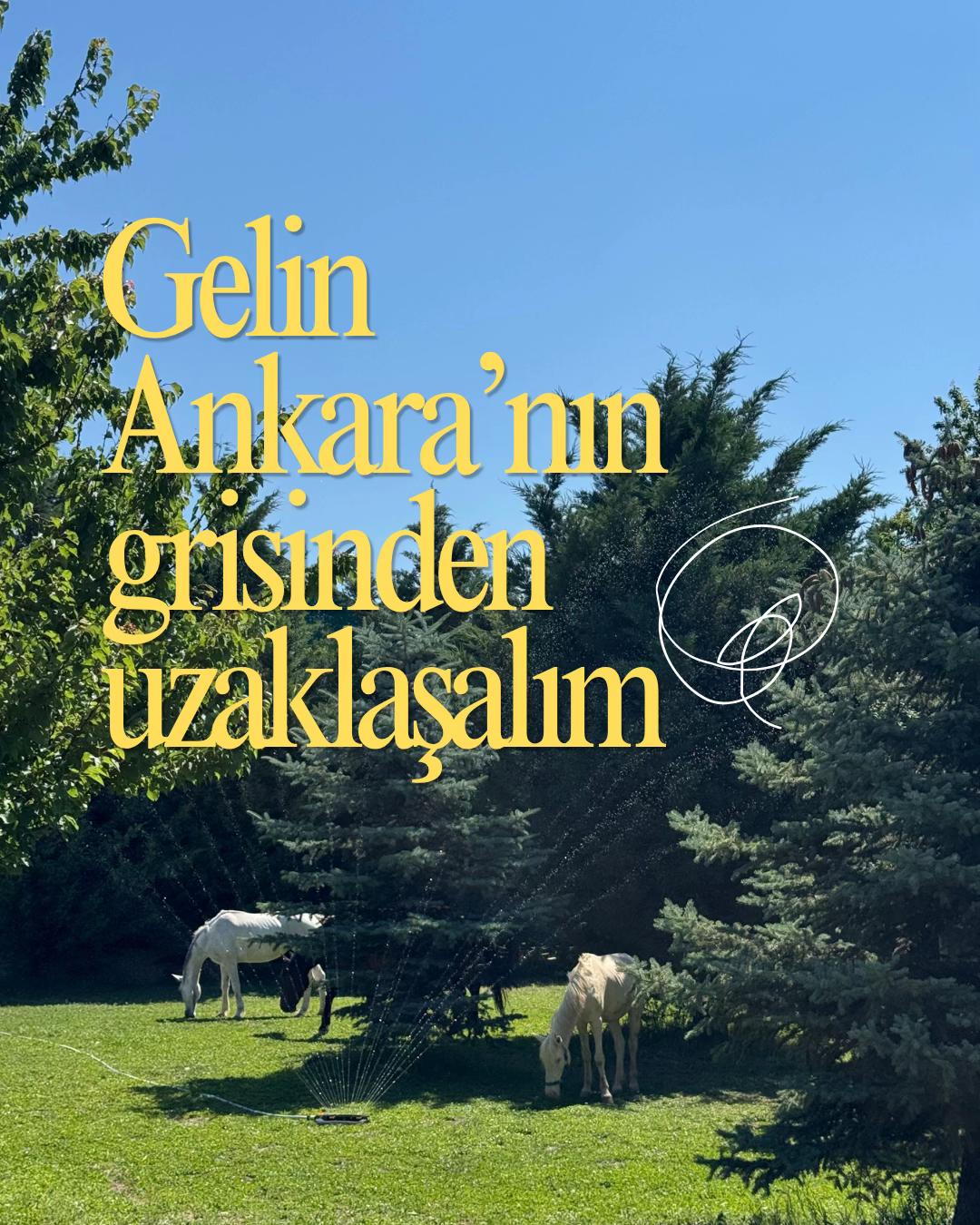 @Saeravera