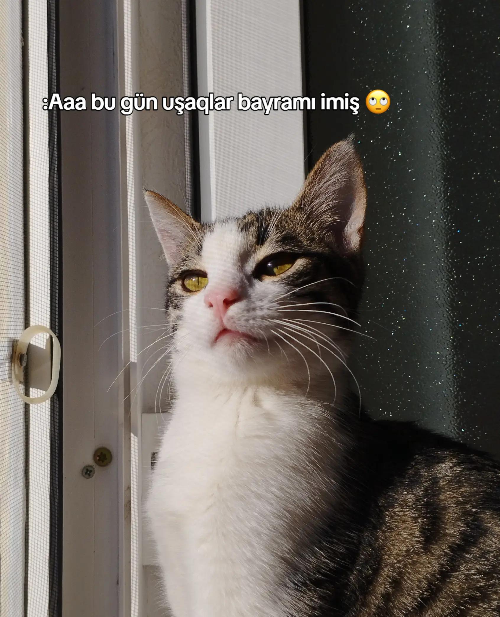 @🐾