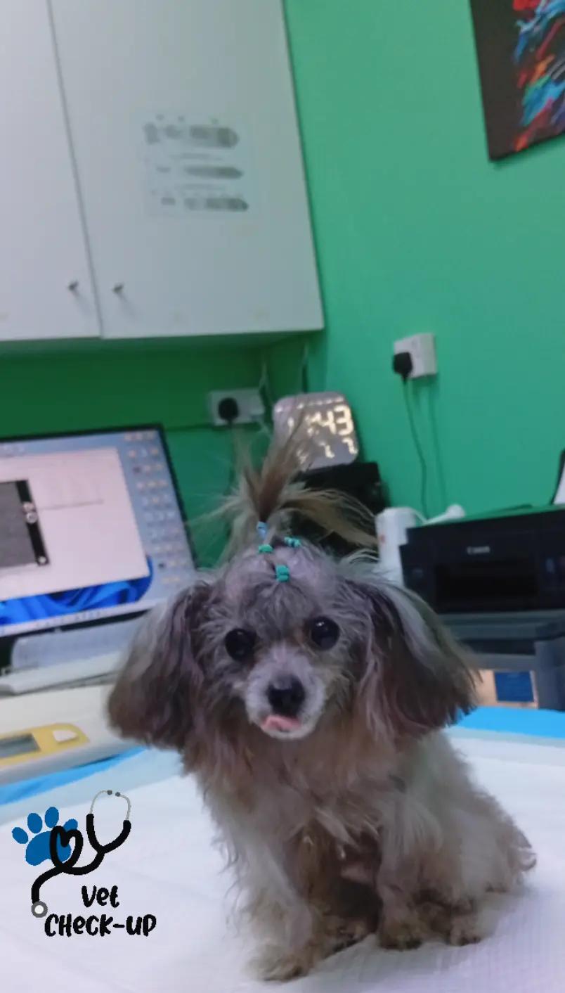 @VillagevVet LLC