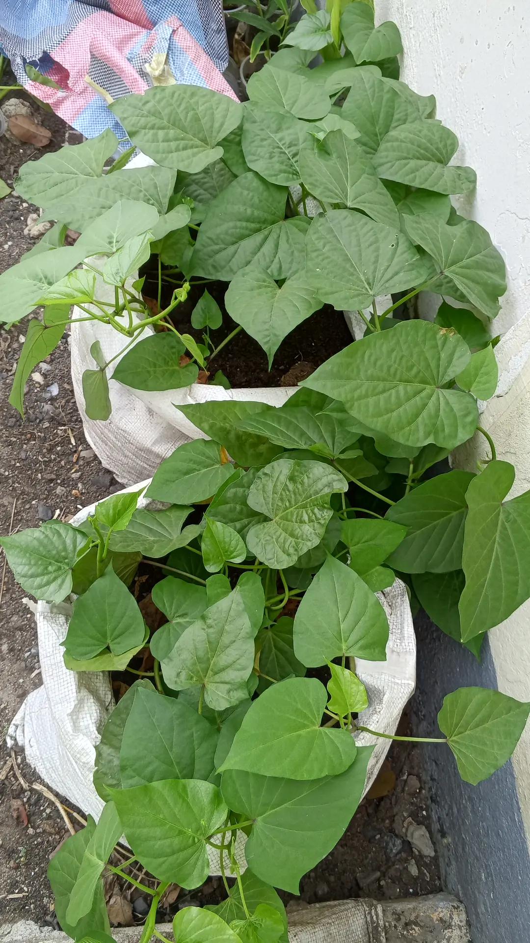 @The GenZ Gardener