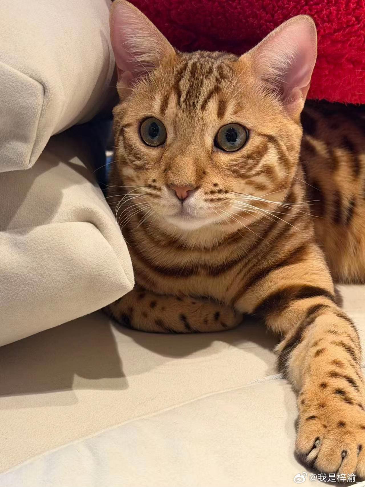 @茱莉亚🪐🤎