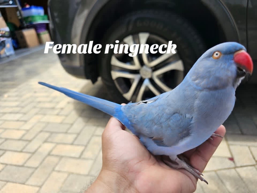 @Ring-necked Parakeets