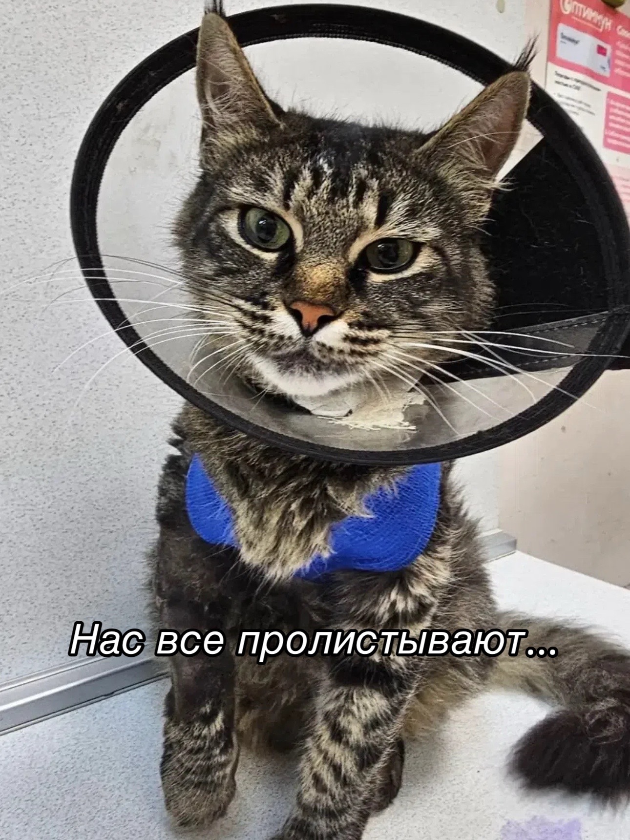 @Приют для животных Потеряшка