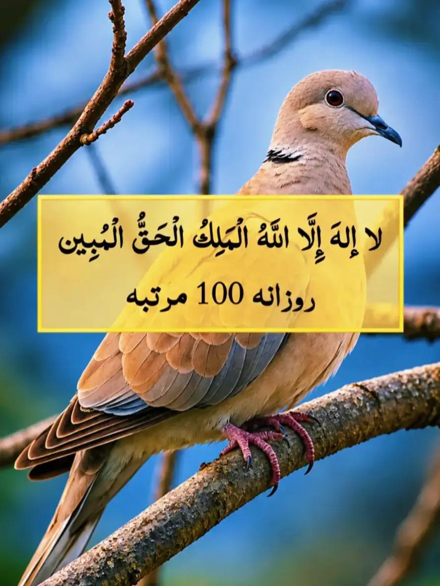 @@islamicvideotiktok341