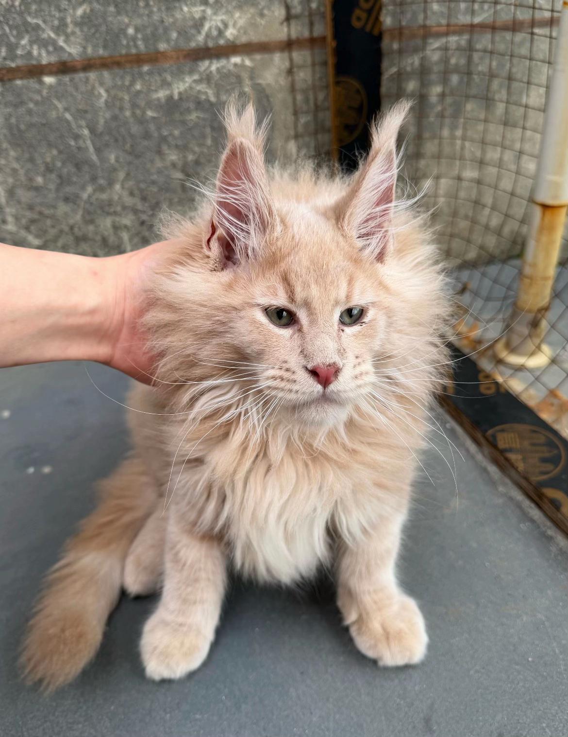 @Majestic Maine Coons 🐾